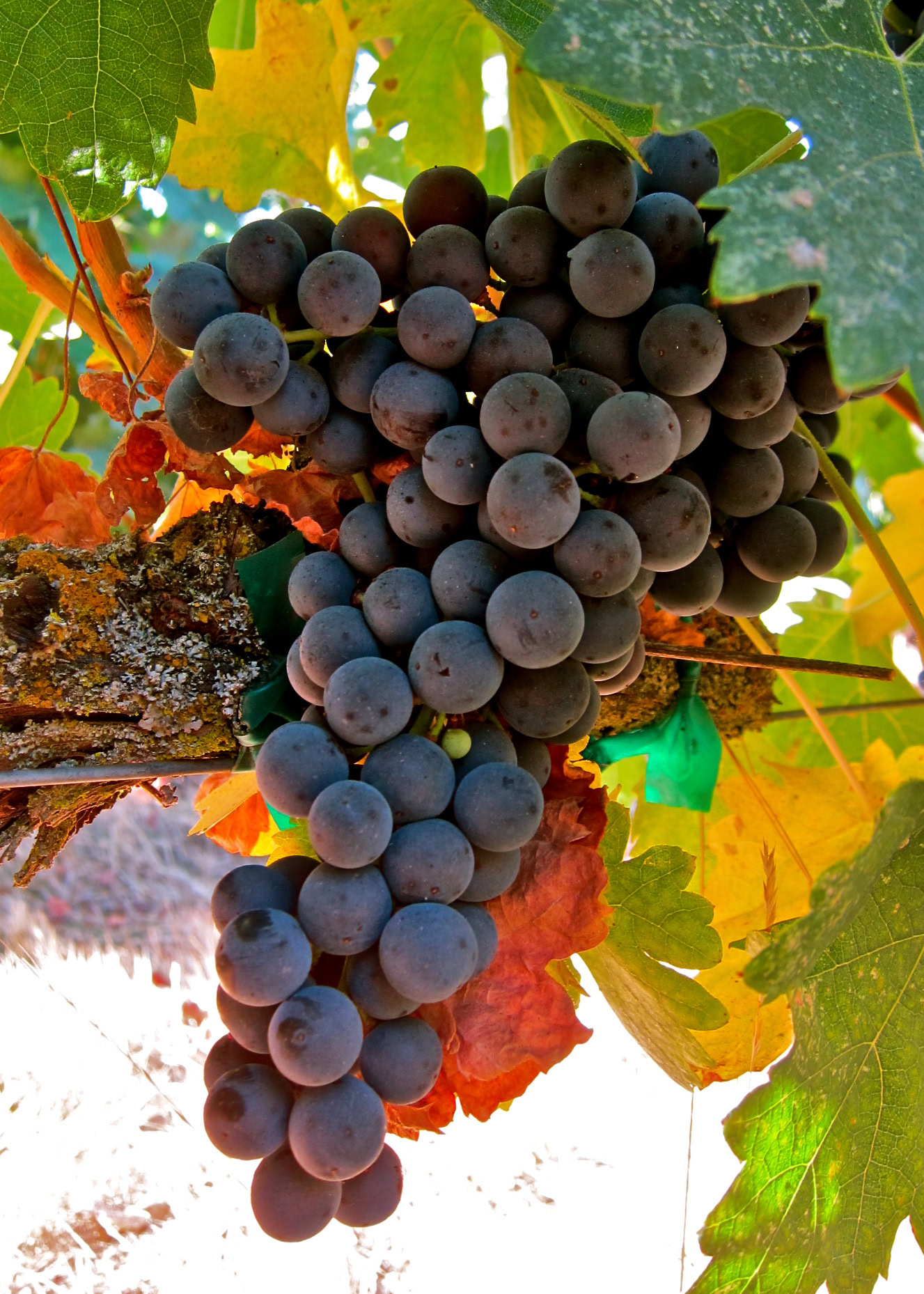 Close-up of ripe Lodi wine grapes hanging on the vine with green and yellow leaves.