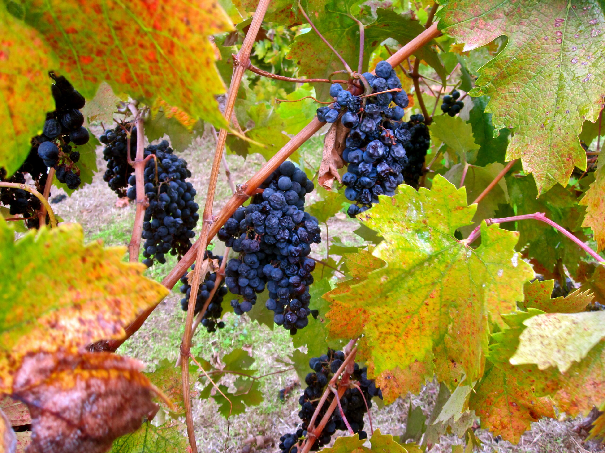 Close-up of ripe dark purple wine grapes hanging on vine with colorful autumn leaves.