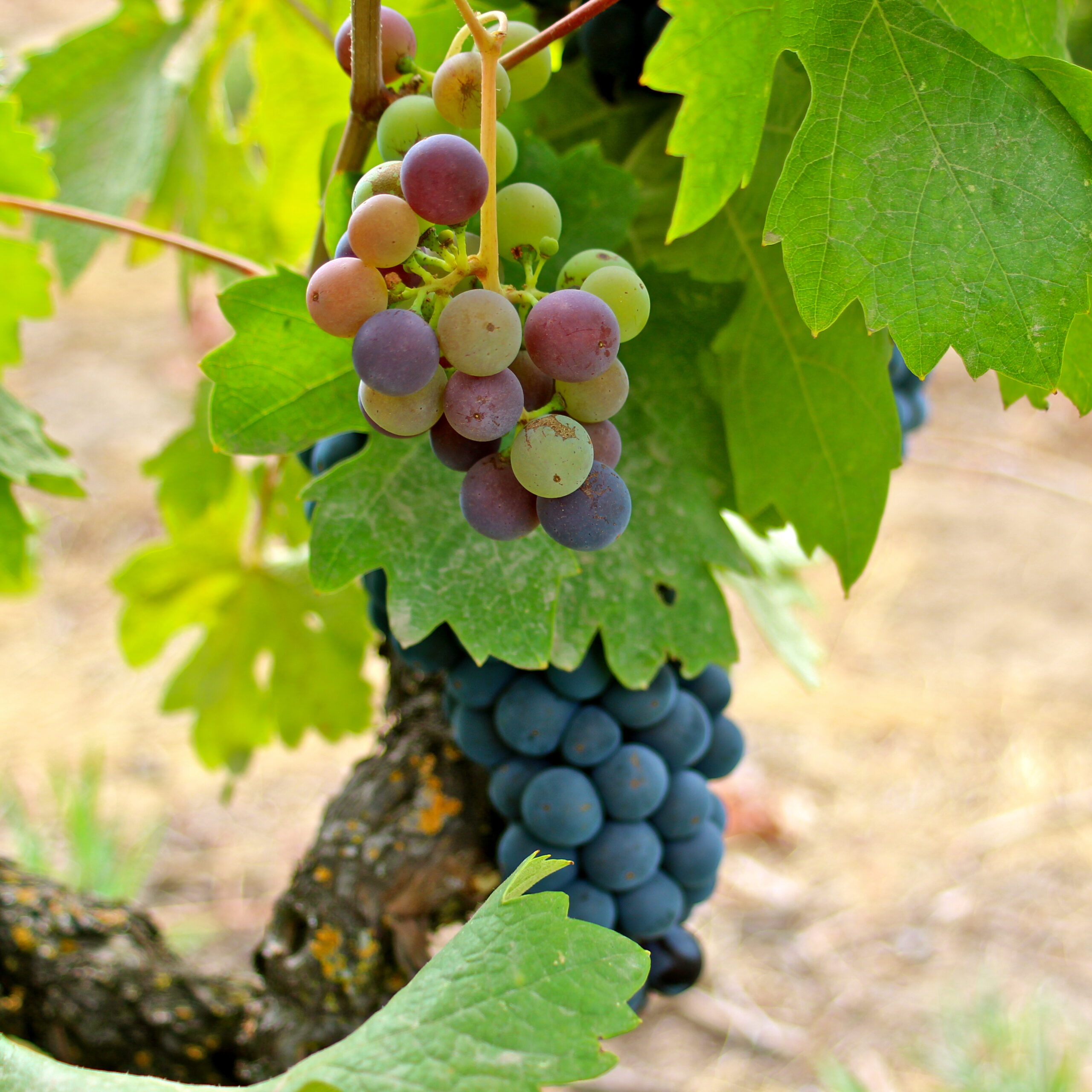 Close-up of ripening wine grapes on a vine in Lodi, California, showcasing the variety and lush green leaves.