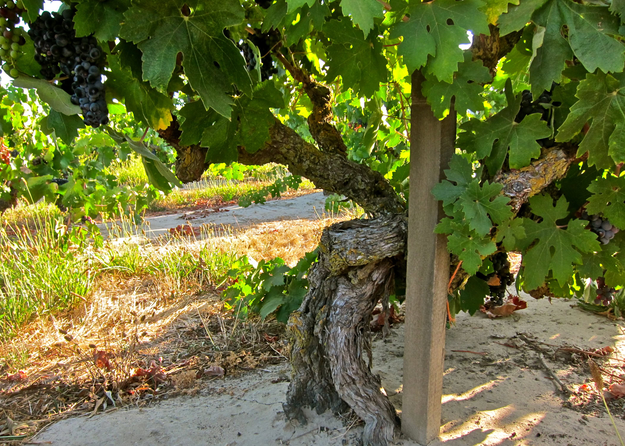 Grapevine in Lodi wine region with lush green leaves and ripe grapes.