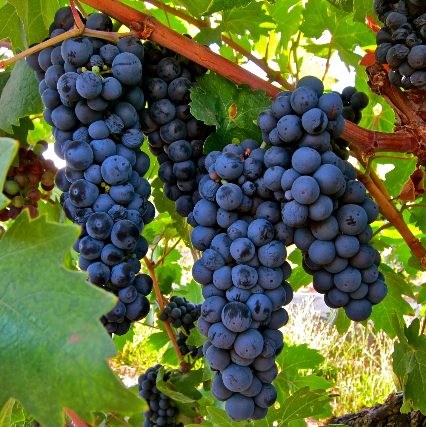 Close-up of ripe dark purple winegrapes hanging in a vineyard with green leaves.