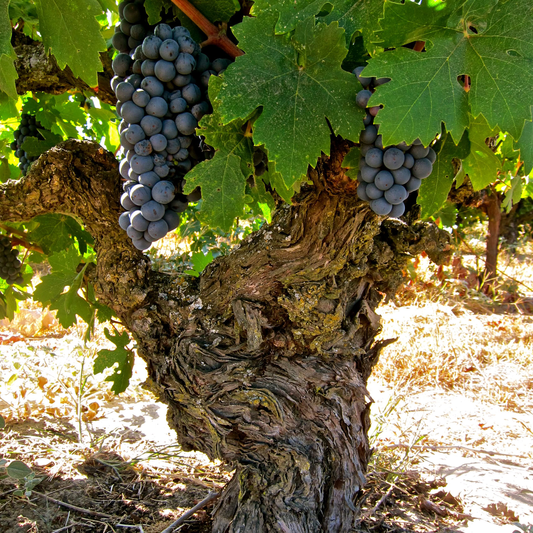 Close-up of ripe purple grapes on a gnarled vine in a vineyard, showcasing healthy grape clusters for wine production.
