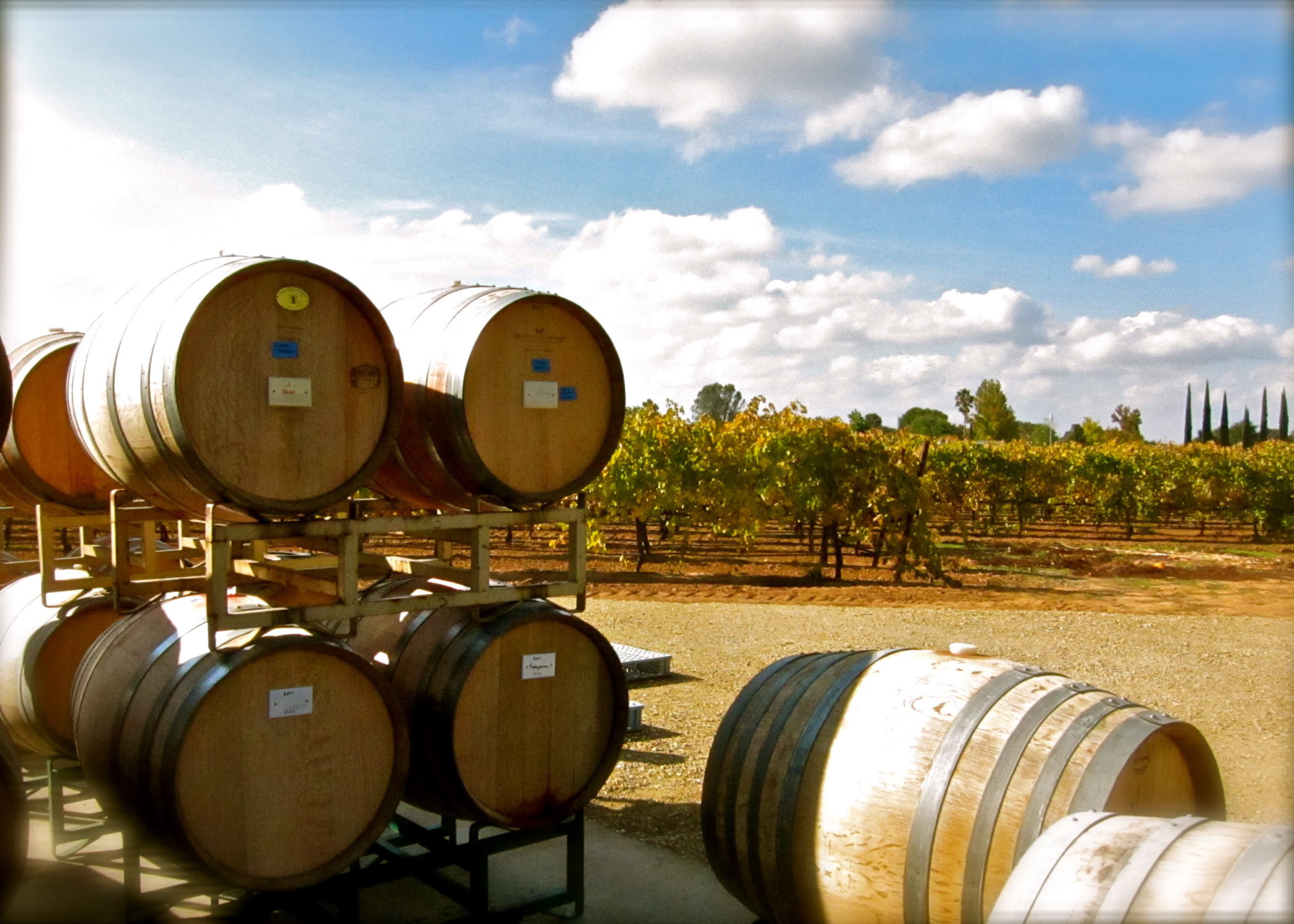 Wine barrels at Lodi Winegrape Commission vineyard with grapevines and blue sky in background.