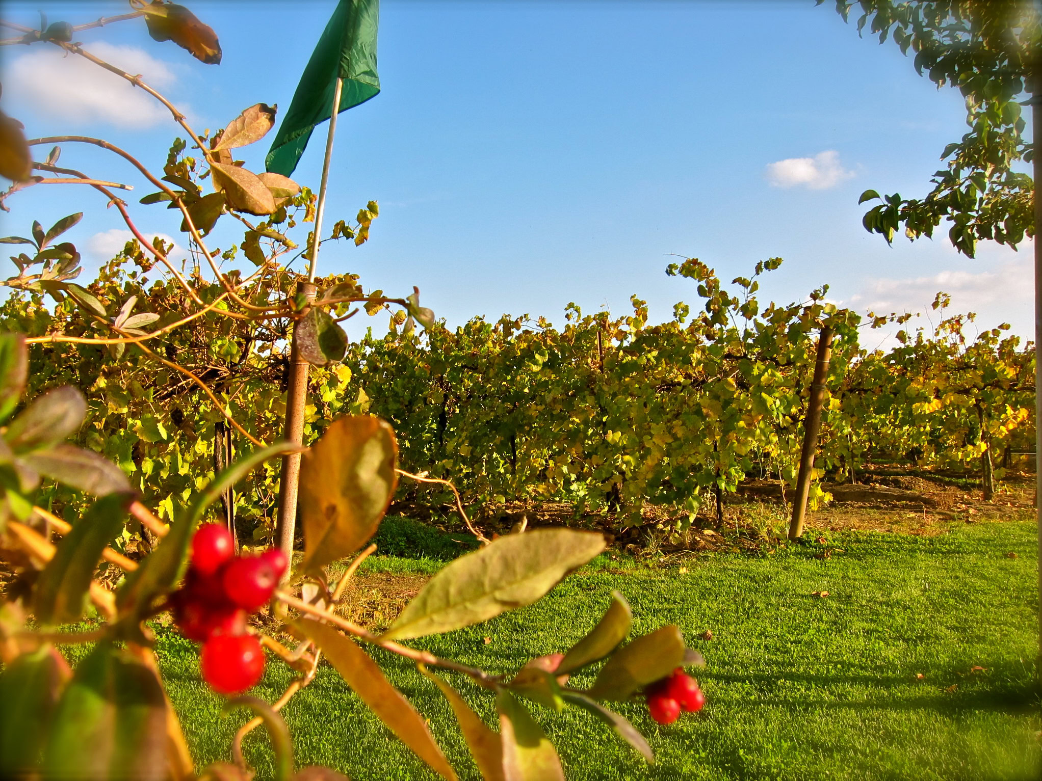 Lodi winegrape vineyard with ripe grapes and lush vines under a clear blue sky.