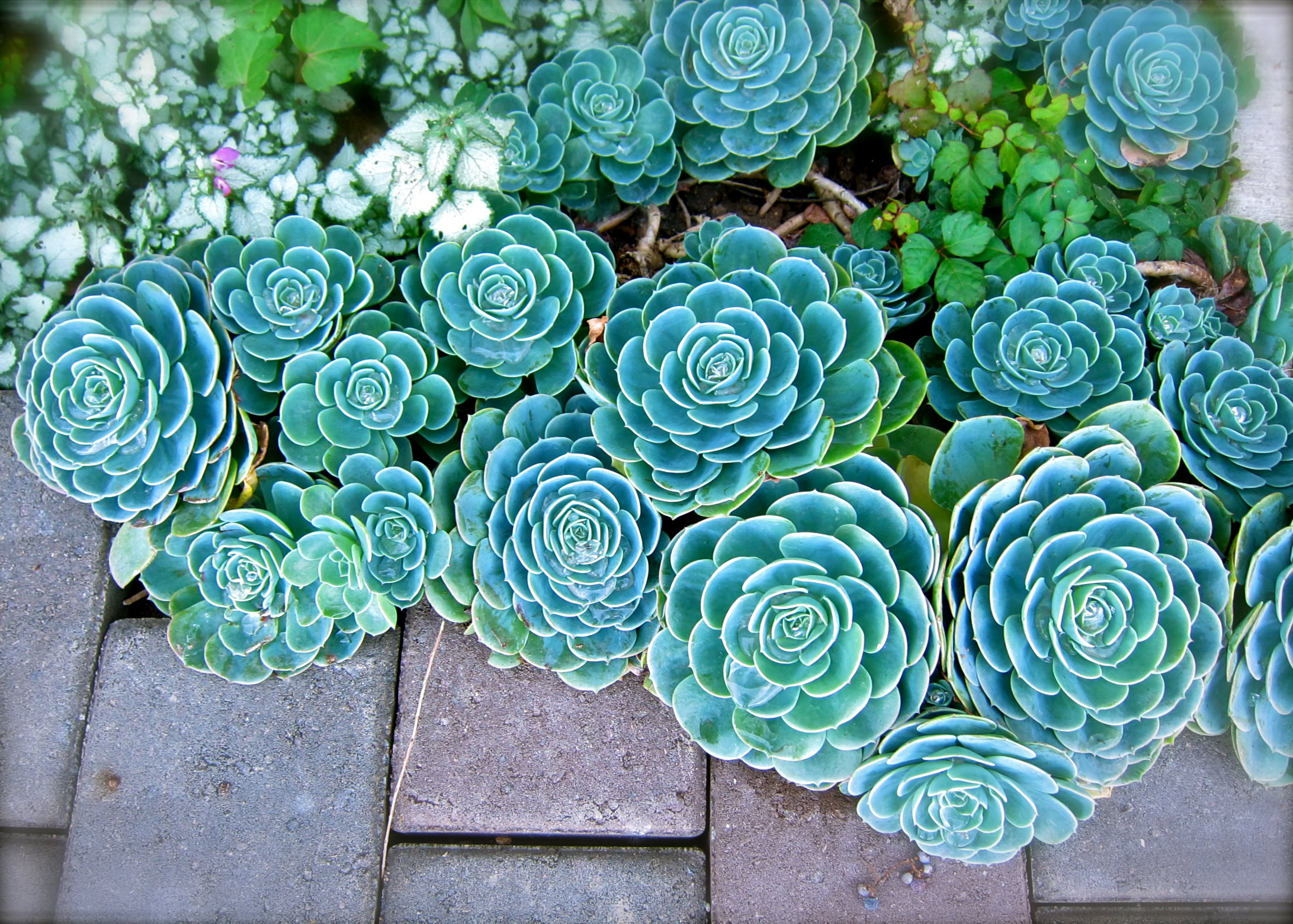 Close-up of succulent plants with rosette-shaped leaves in shades of blue-green.