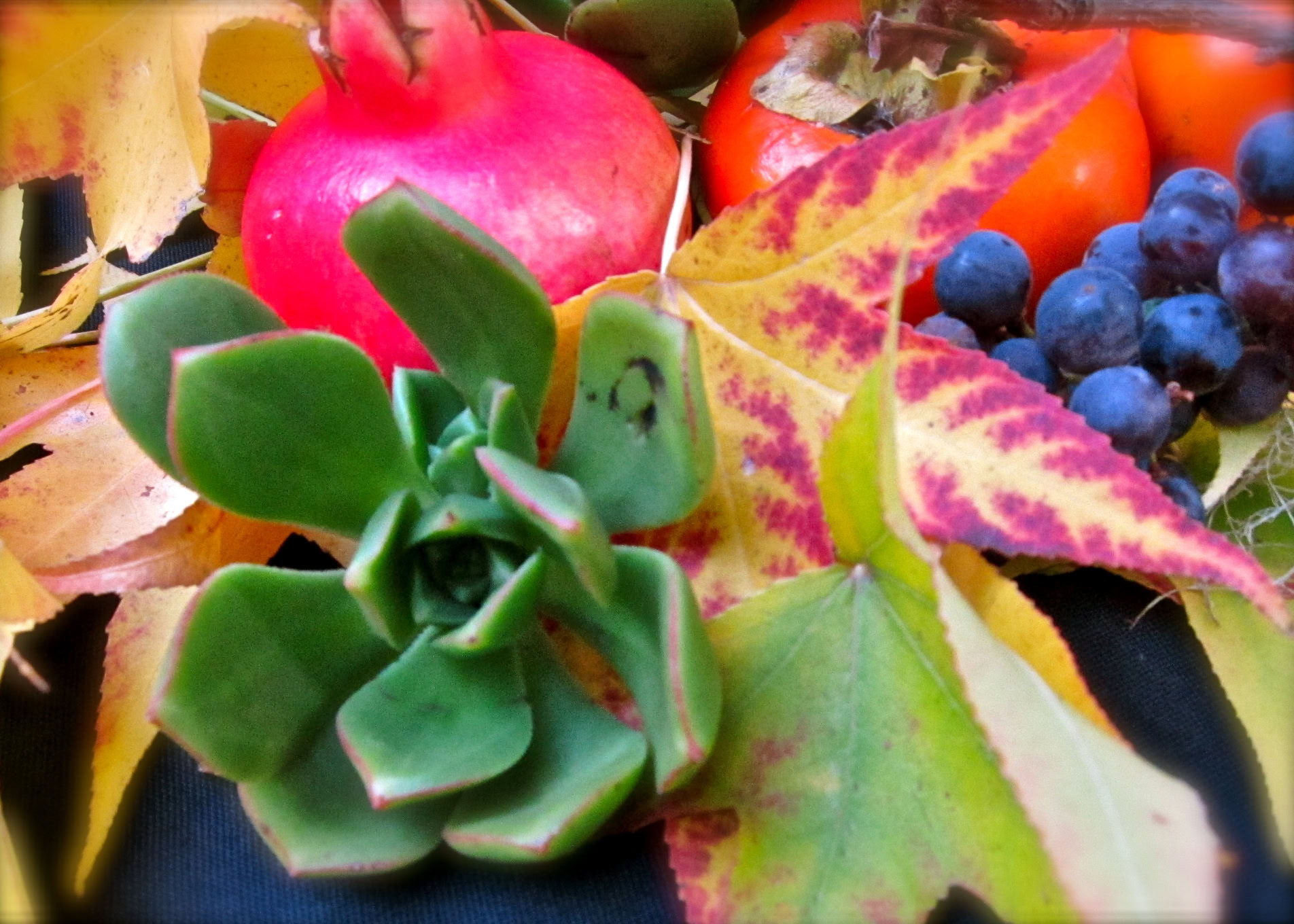 Close-up of grapes, pomegranate, and colorful fall leaves from Lodi wine region.