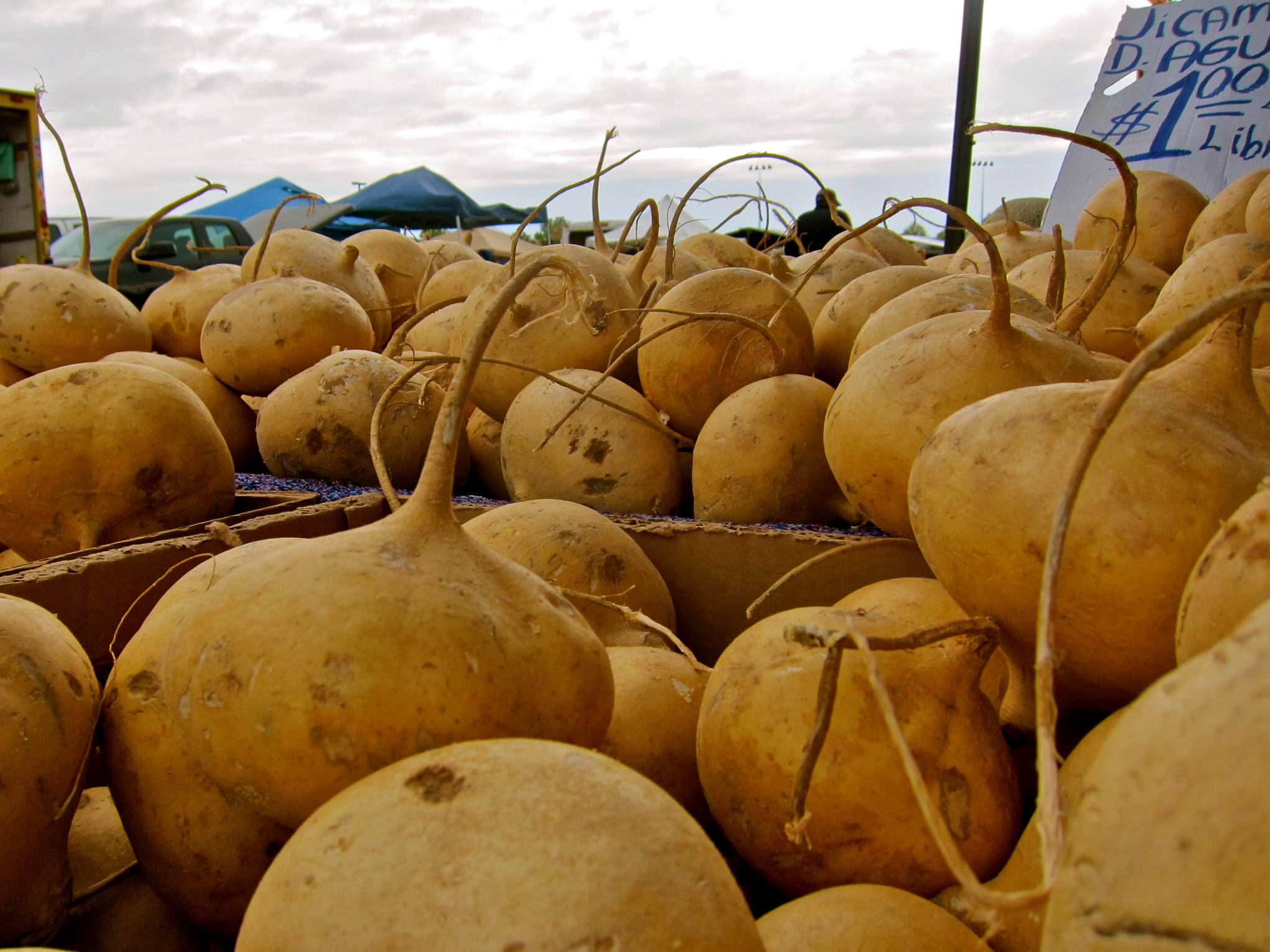 Fresh gourds at Lodi Winegrape Commission market showcasing local produce and harvest.