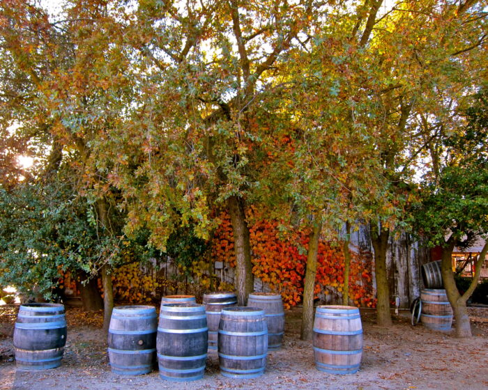 Vineyard barrels under colorful autumn trees in Lodi, California, showcasing wine production and harvest season.