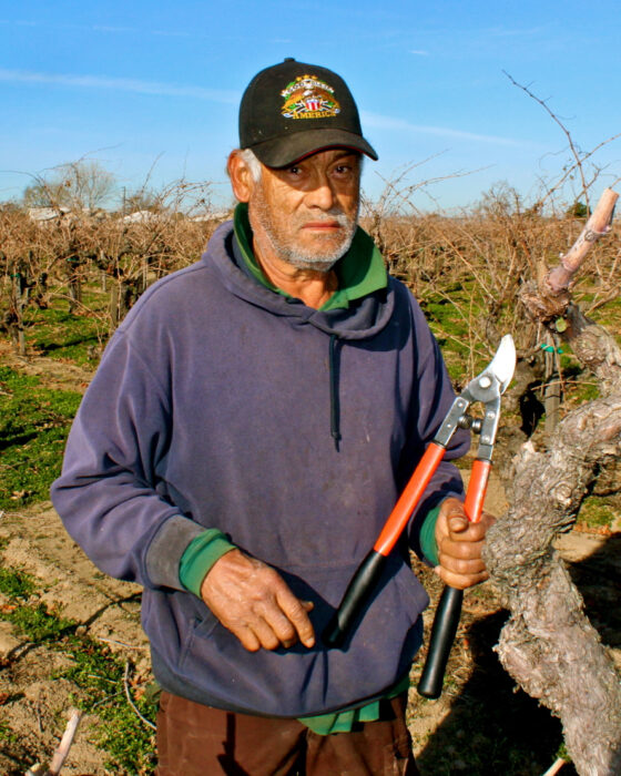 Lodi winegrower pruning grapevines in a vineyard, showcasing viticulture practices in California's wine region.