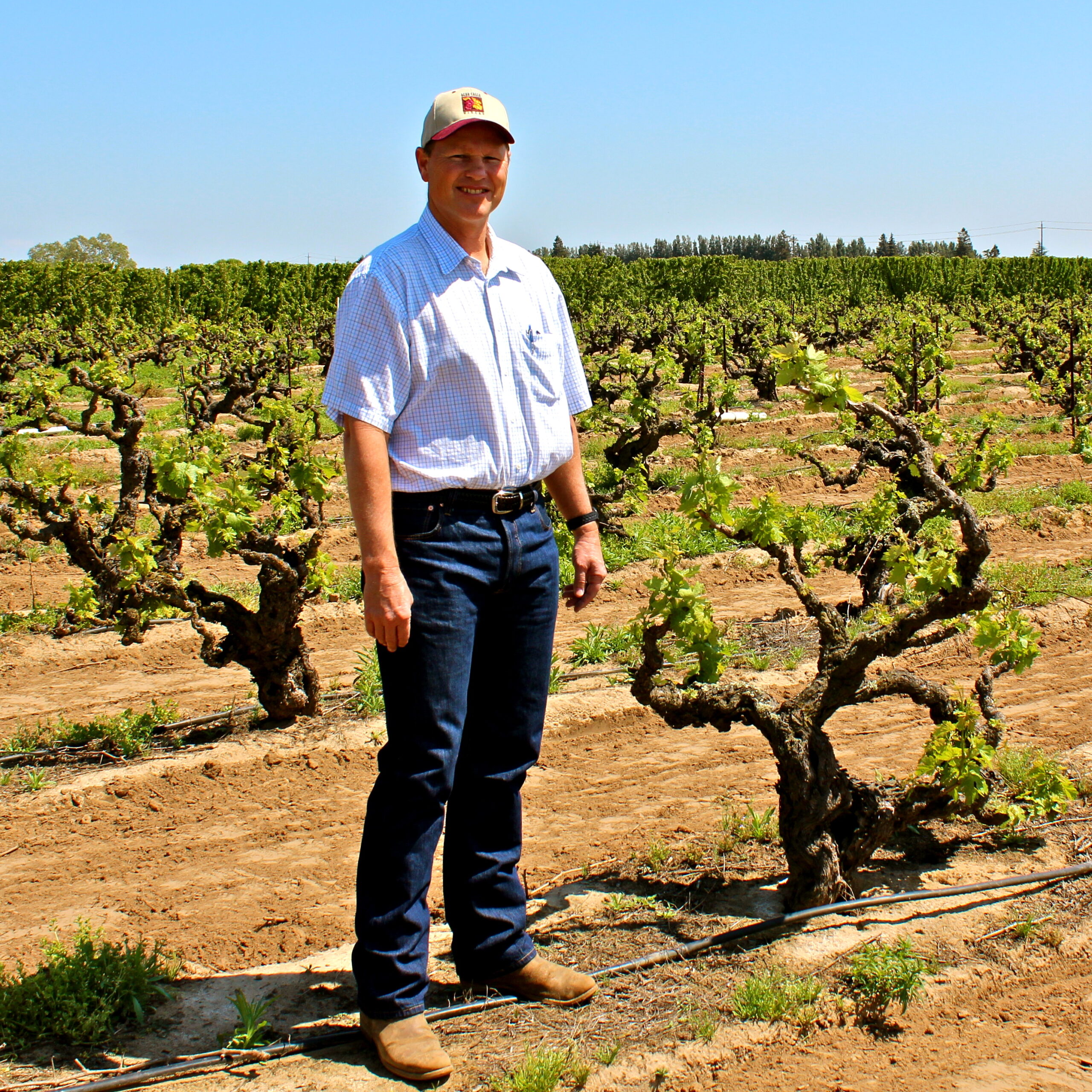Man standing in a vineyard with grapevines under a clear blue sky, showcasing Lodi's wine grape cultivation.