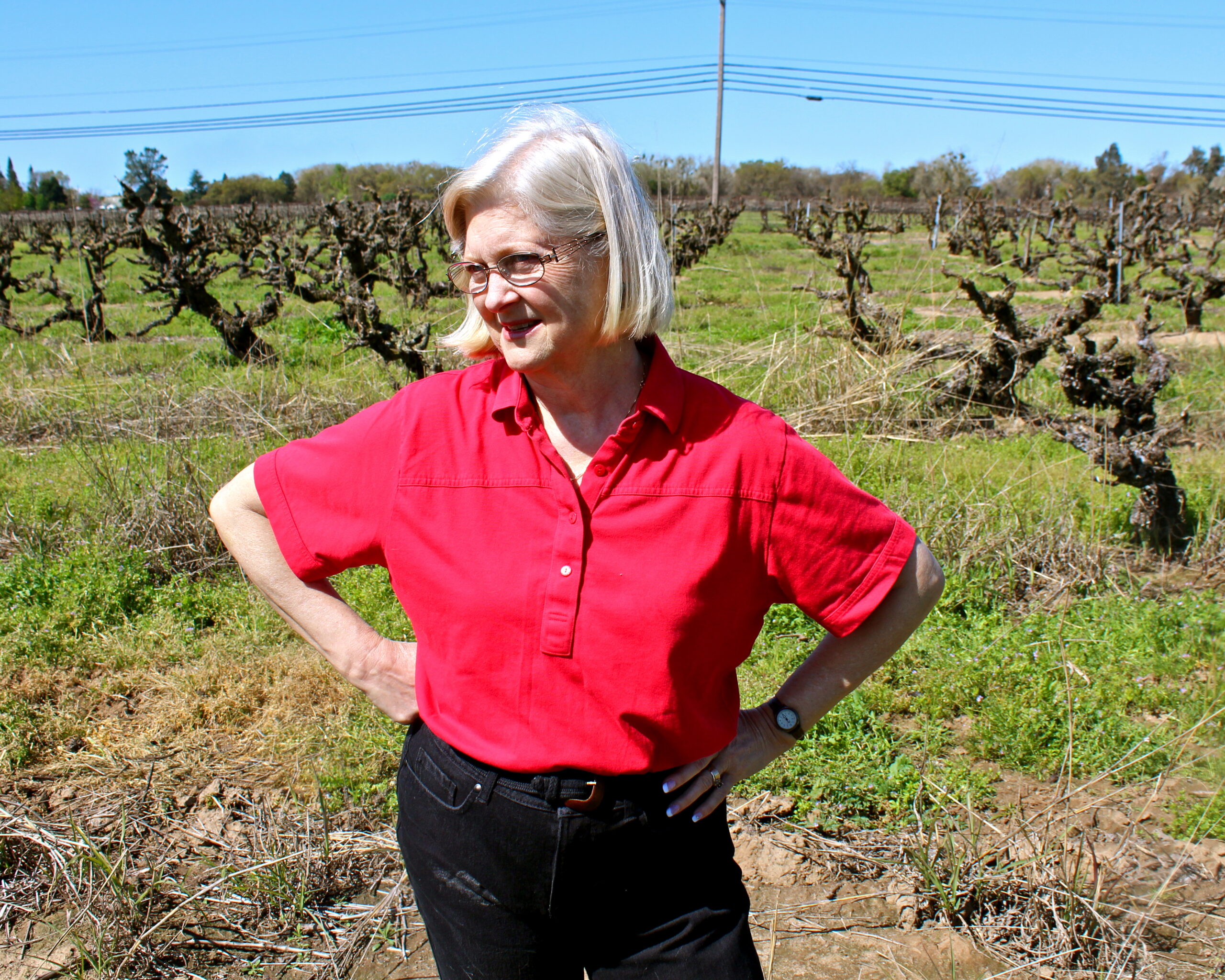 Senior woman in red shirt exploring a vineyard with pruned grapevines in Lodi, California.