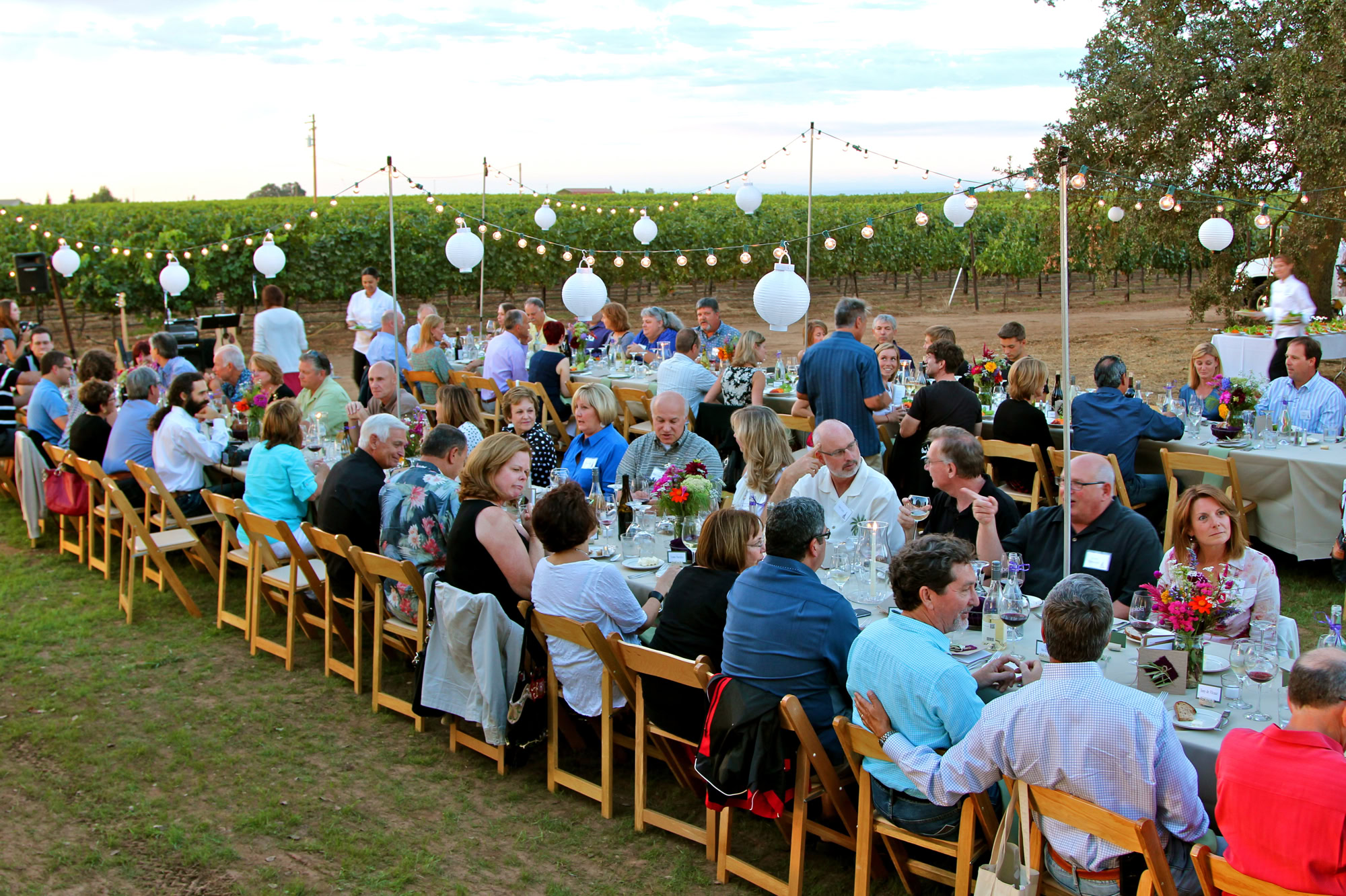 Guests enjoying a vineyard dinner at sunset with string lights and lush grapevines in Lodi, California.