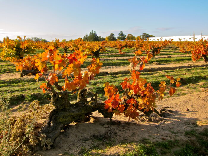Vineyard with orange and yellow grape leaves in Lodi, California during fall season.