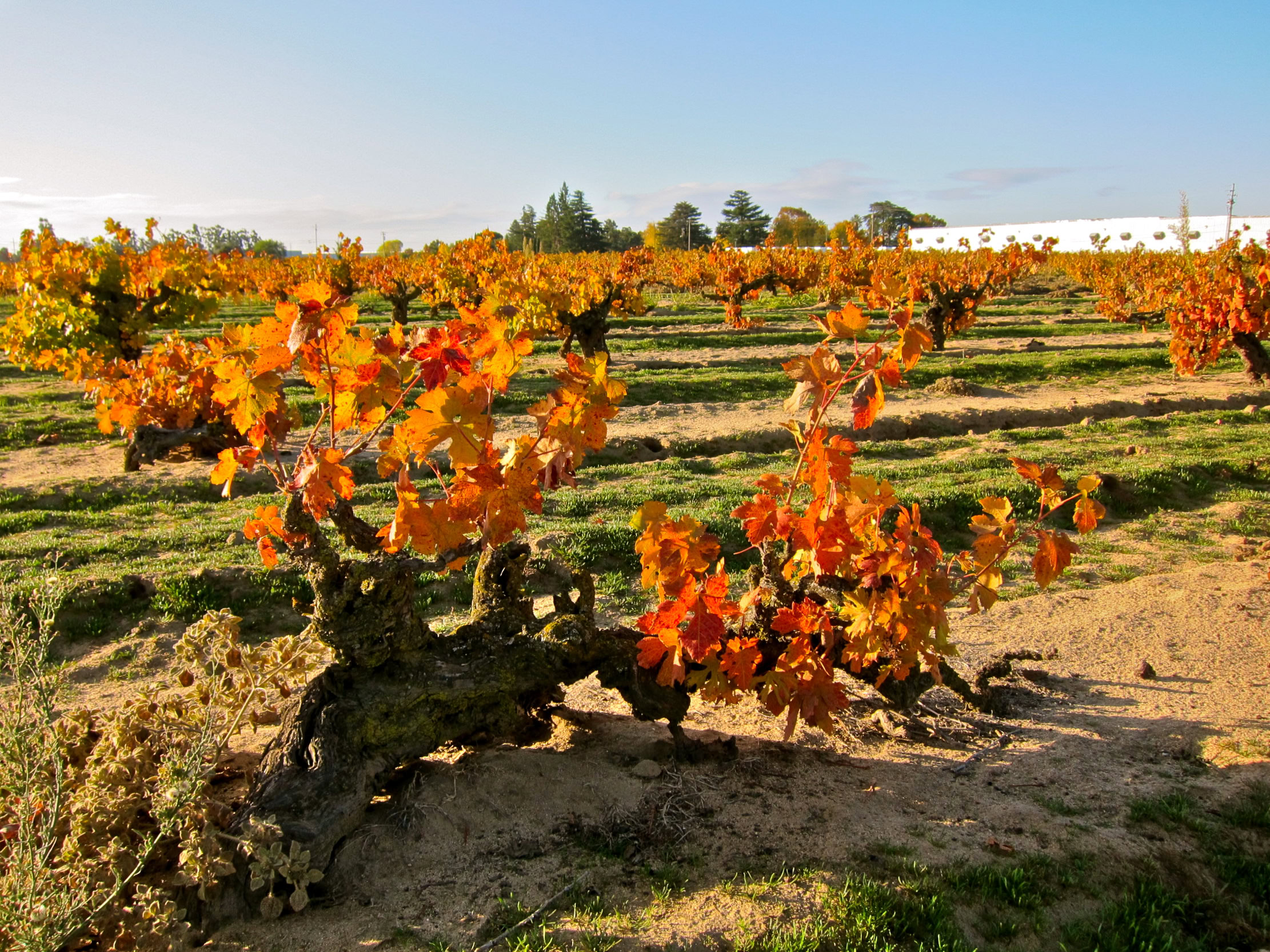 Vineyard with orange and yellow grape leaves in Lodi, California during fall season.