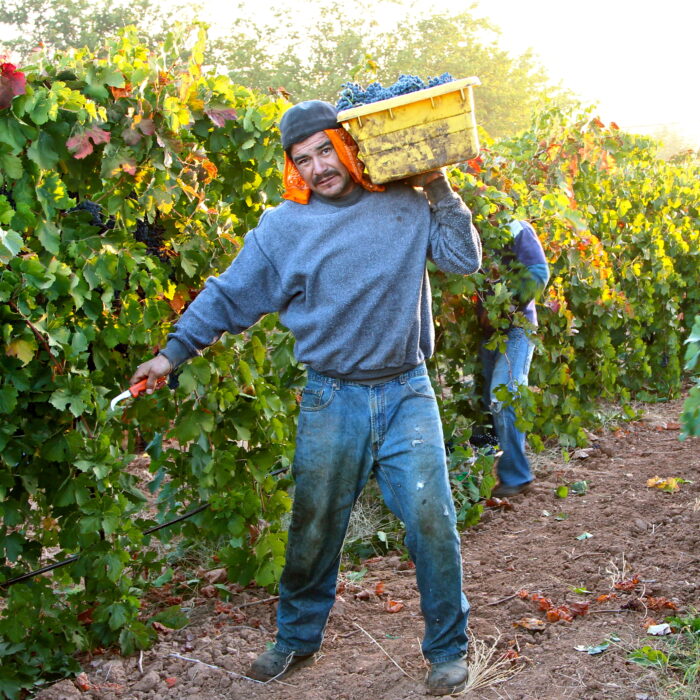Worker harvesting grapes in a vineyard during the Lodi wine season.
