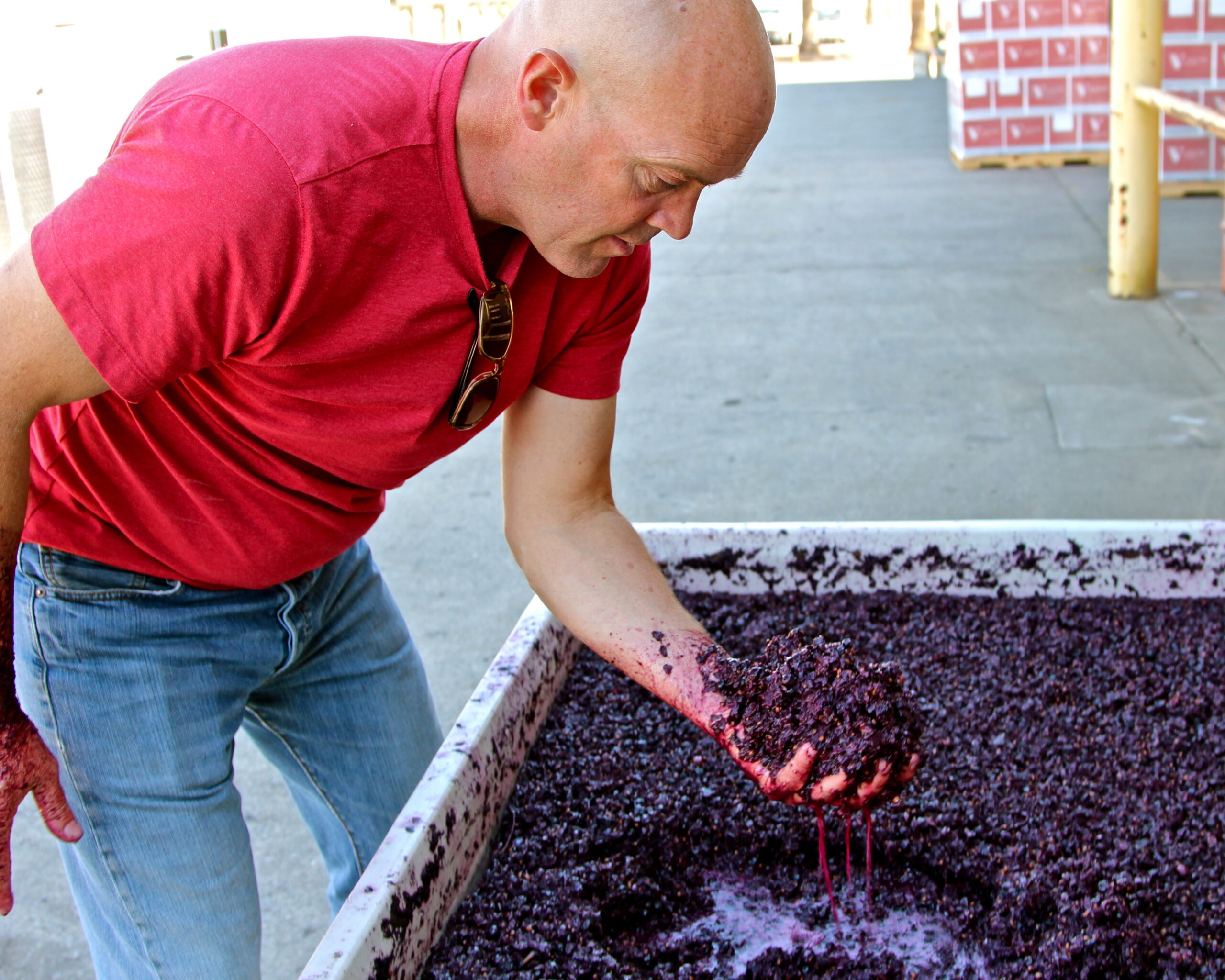 Man inspecting freshly harvested wine grapes in a vineyard setting for Lodi Winegrape Commission.