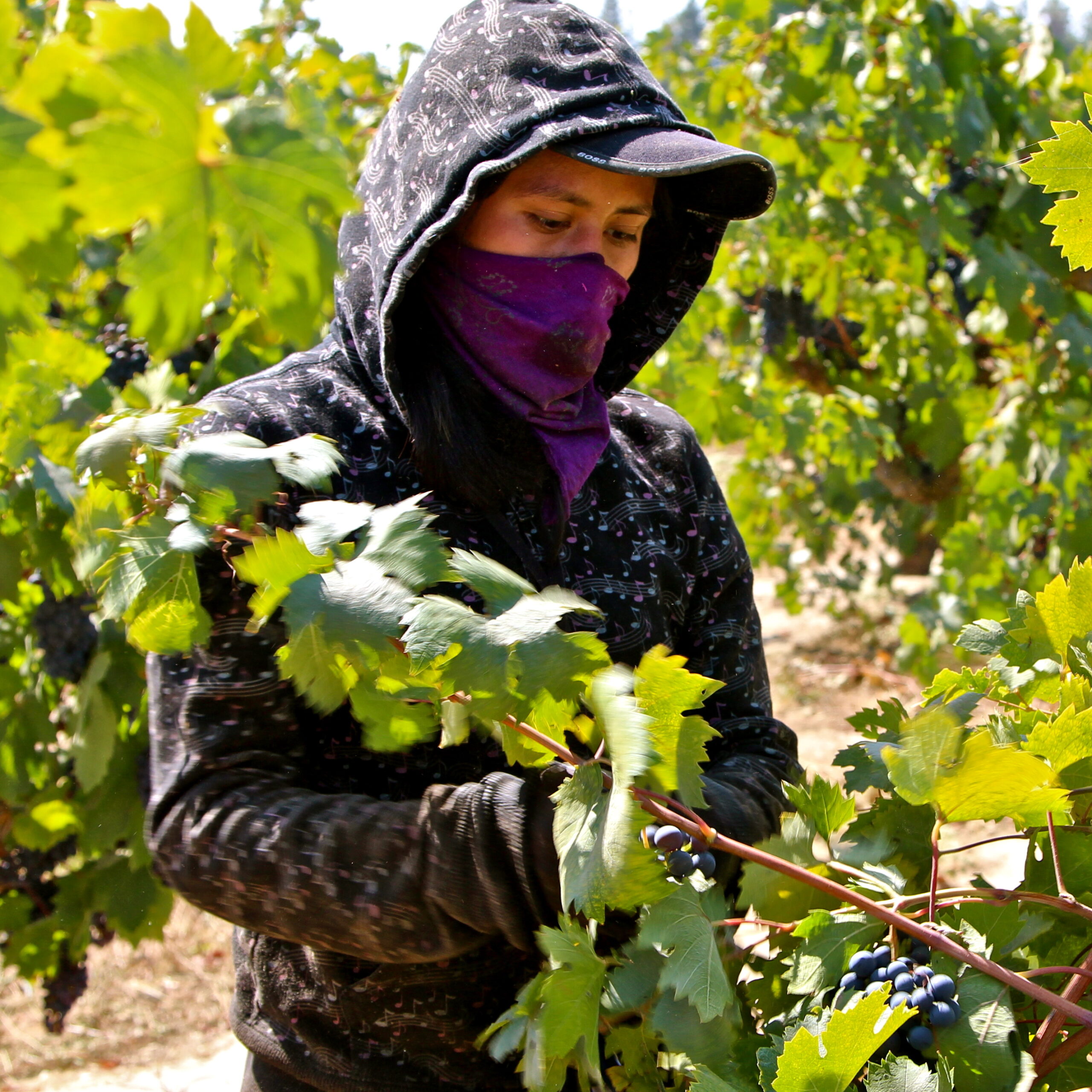 Worker harvesting grapes in Lodi vineyard during daytime, wearing hoodie and face covering for protection.