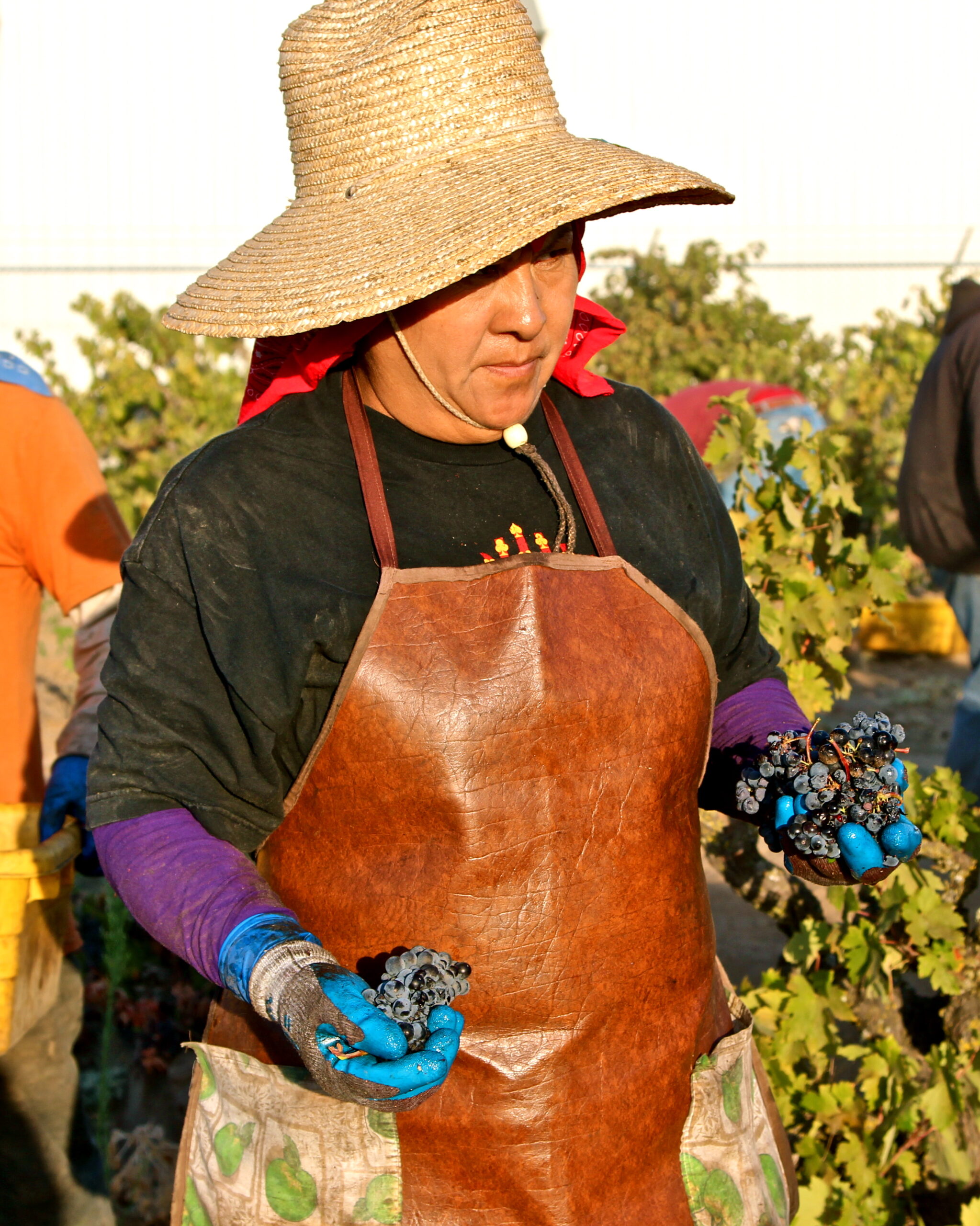 Woman harvesting grapes in Lodi vineyard wearing sun hat and gloves.