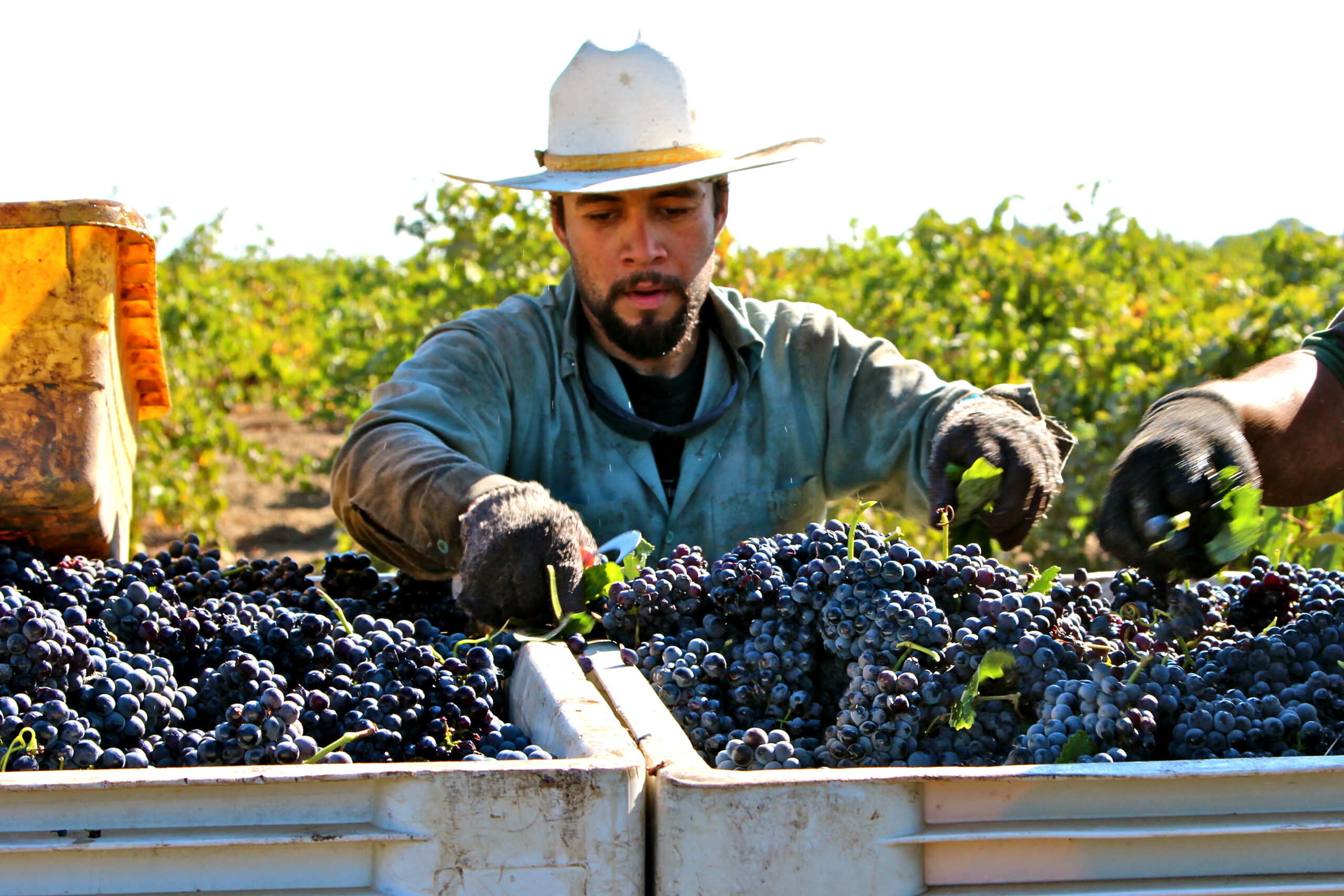 Vineyard worker harvesting ripe grapes in Lodi, California for winemaking.