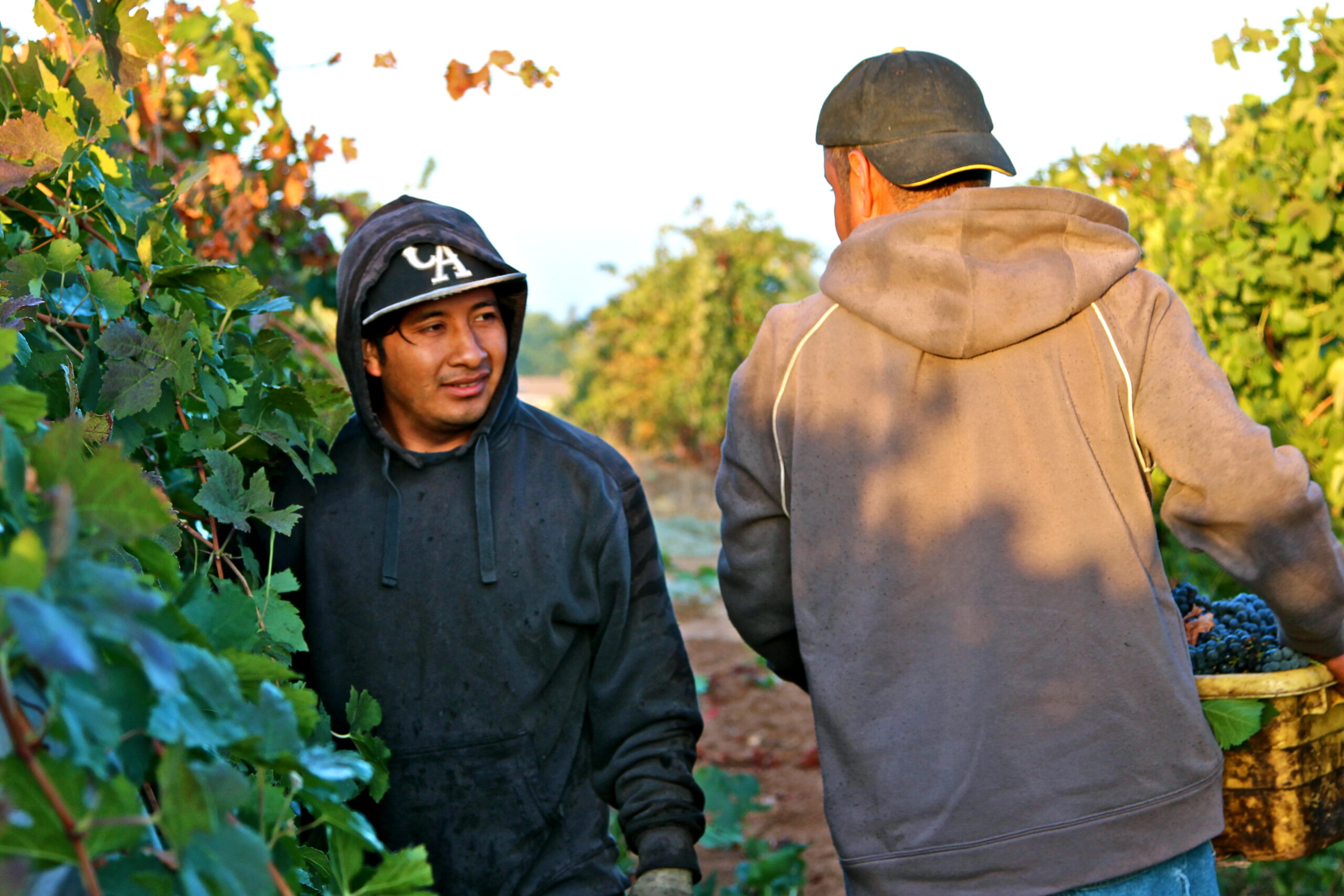 Two vineyard workers harvesting grapes in Lodi, California during the wine grape season.