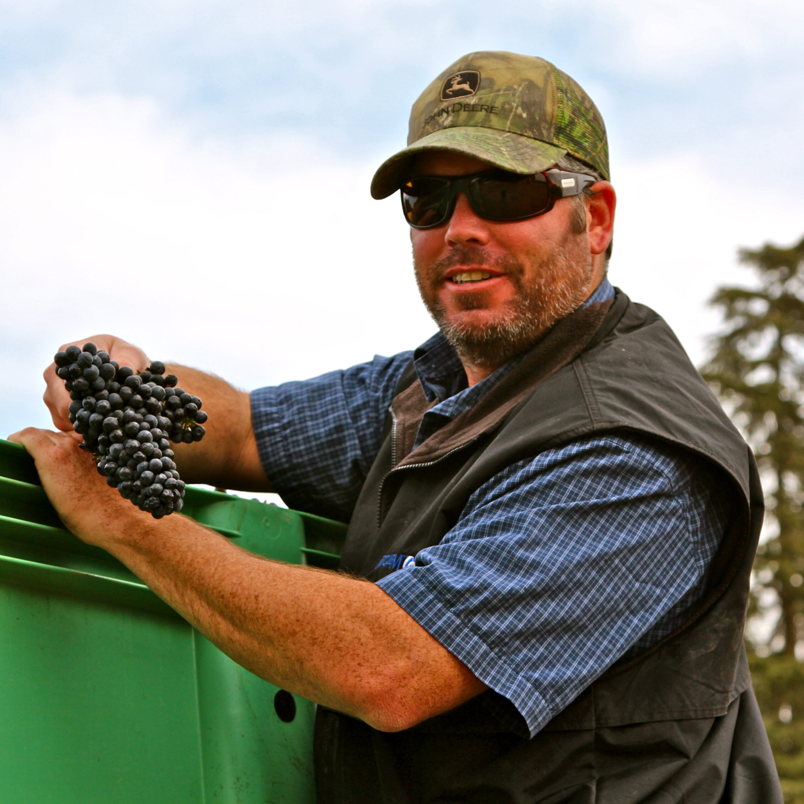 Man harvesting grapes in Lodi, California, during the wine grape season.