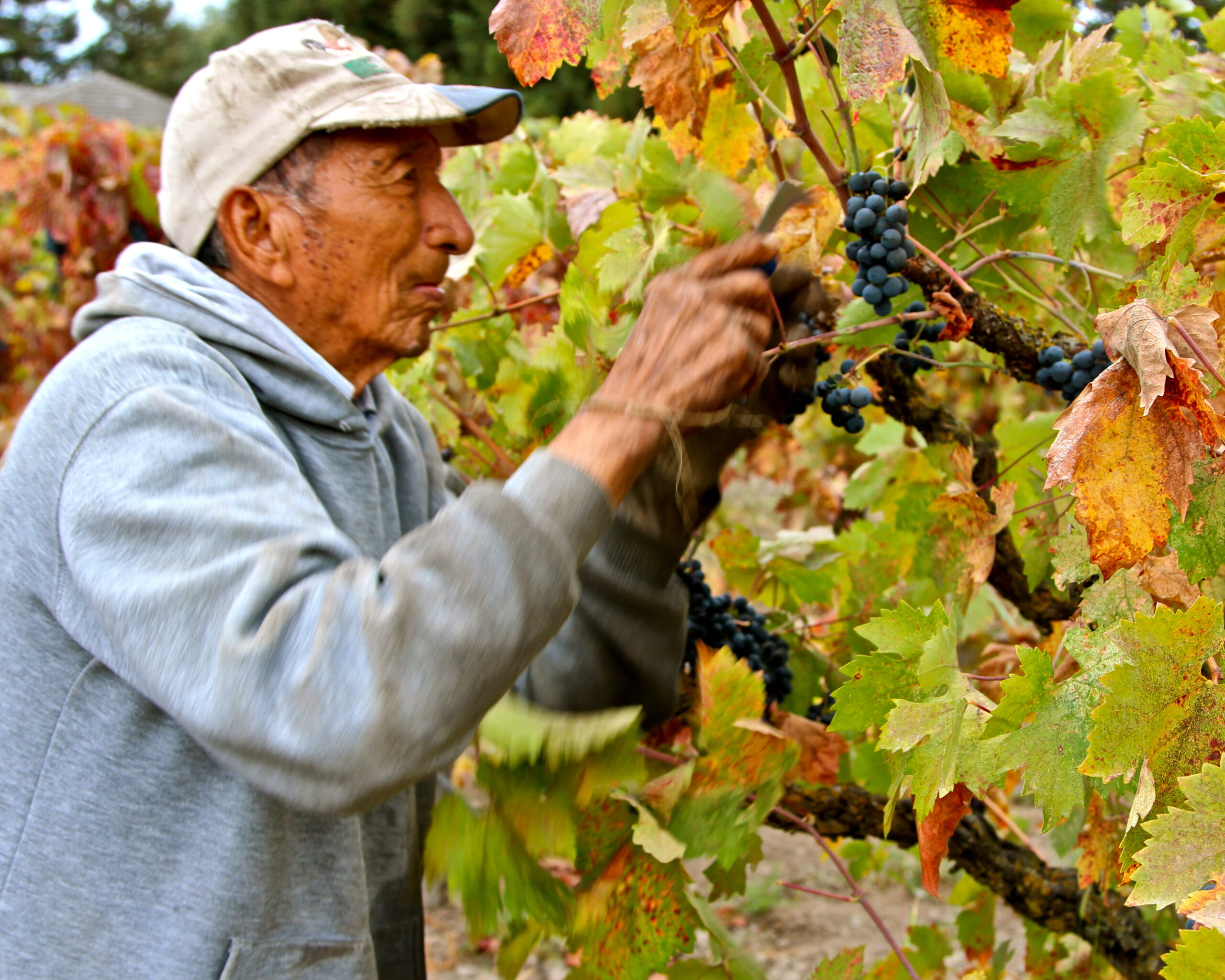 Elderly man harvesting ripe grapes in a Lodi vineyard during fall.