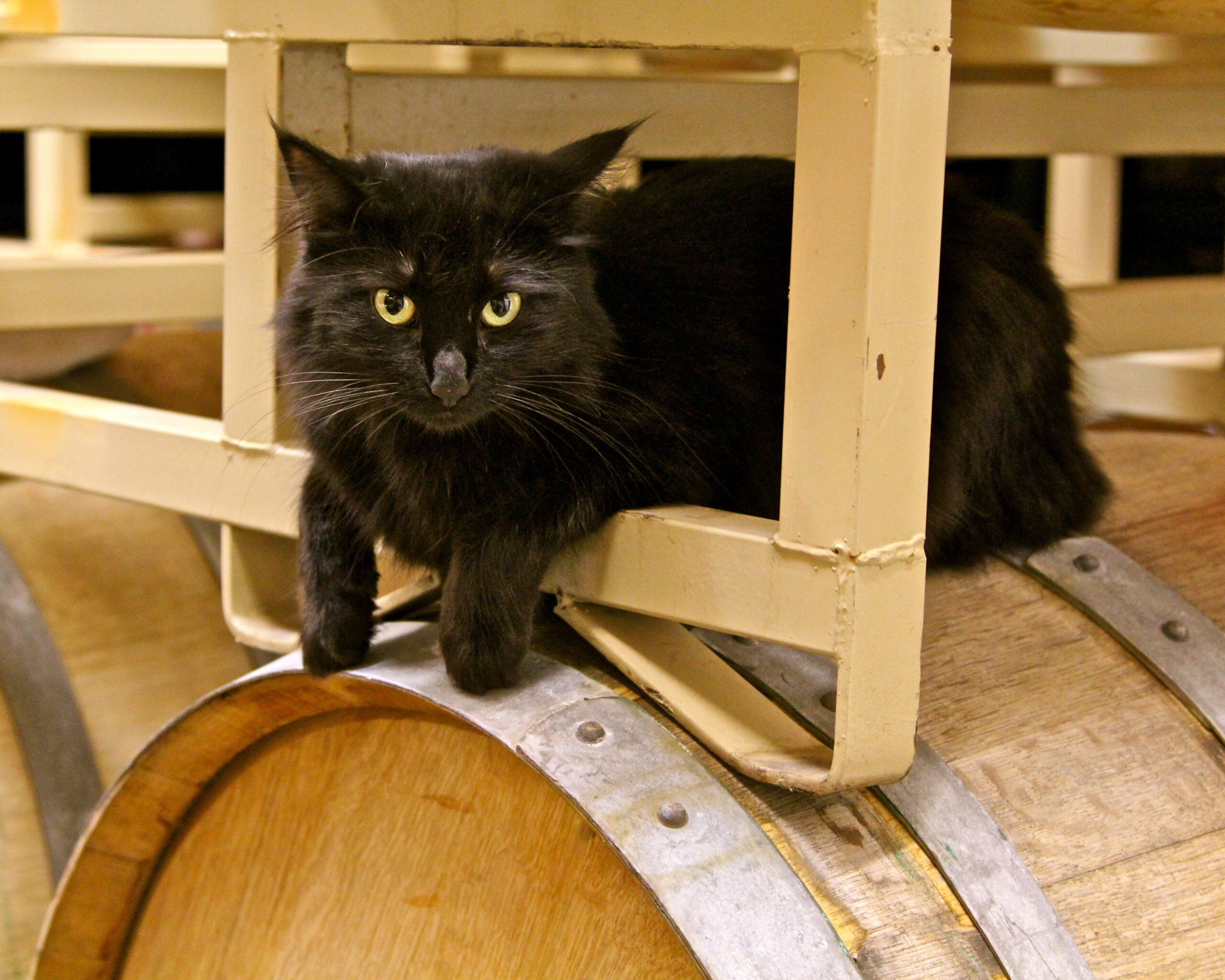 Black cat resting on a wine barrel at Lodi Winegrape Commission vineyard.