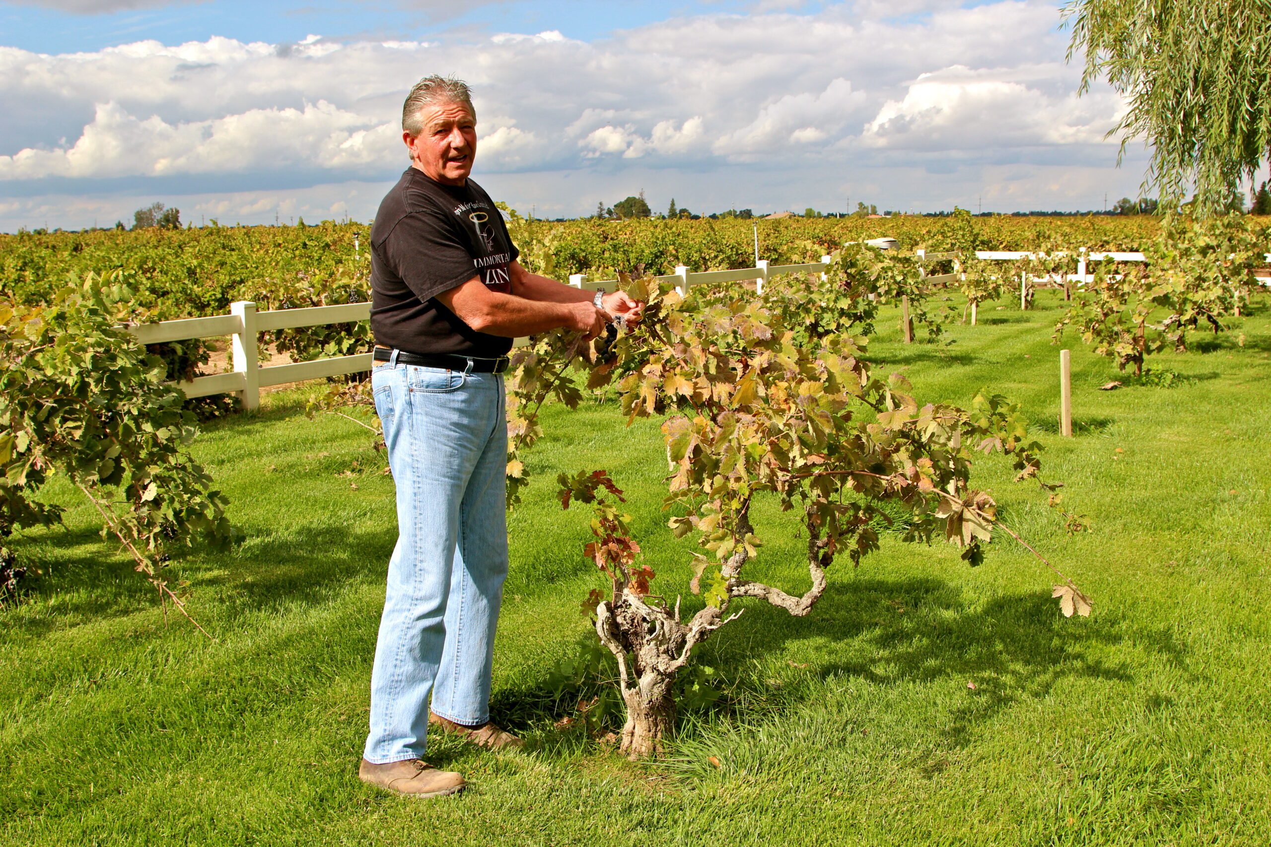 Man inspecting grapevine in Lodi vineyard, California, during sunny day.