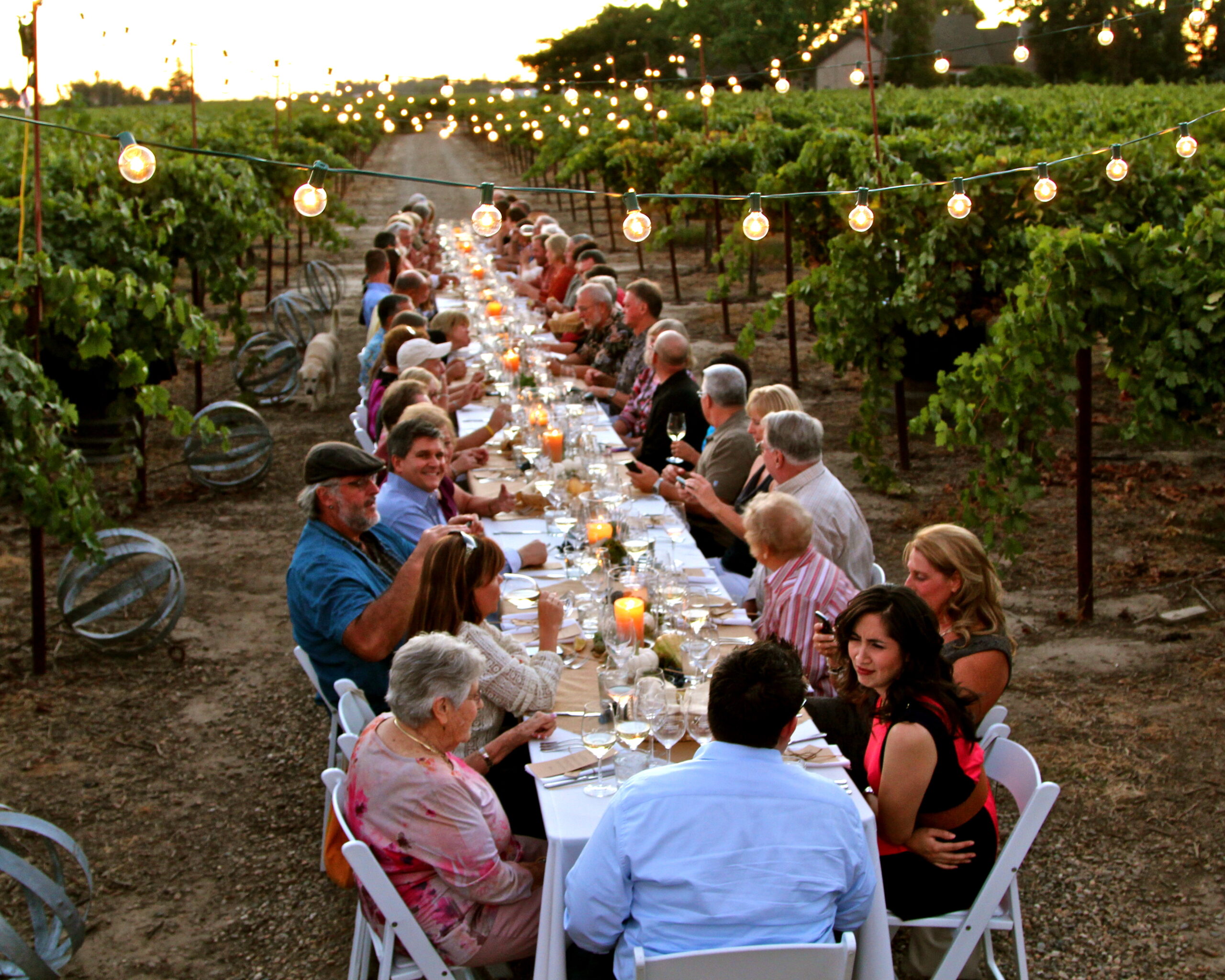 Guests enjoy a vineyard dinner at sunset with string lights overhead and rows of grapevines in Lodi, California.