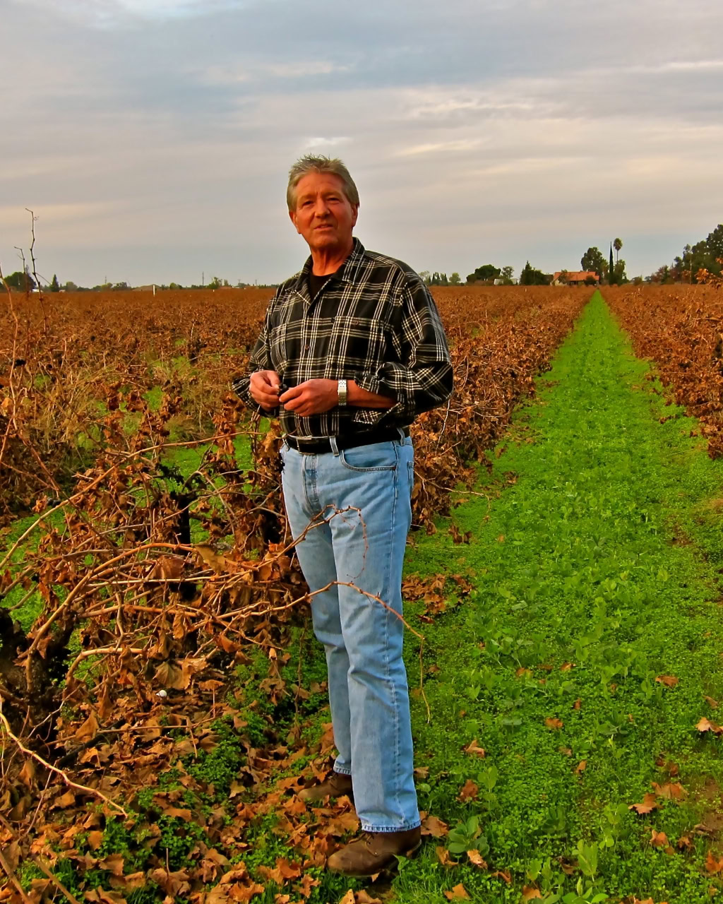 Man standing in a vineyard during harvest season with brown leaves and green grass path.