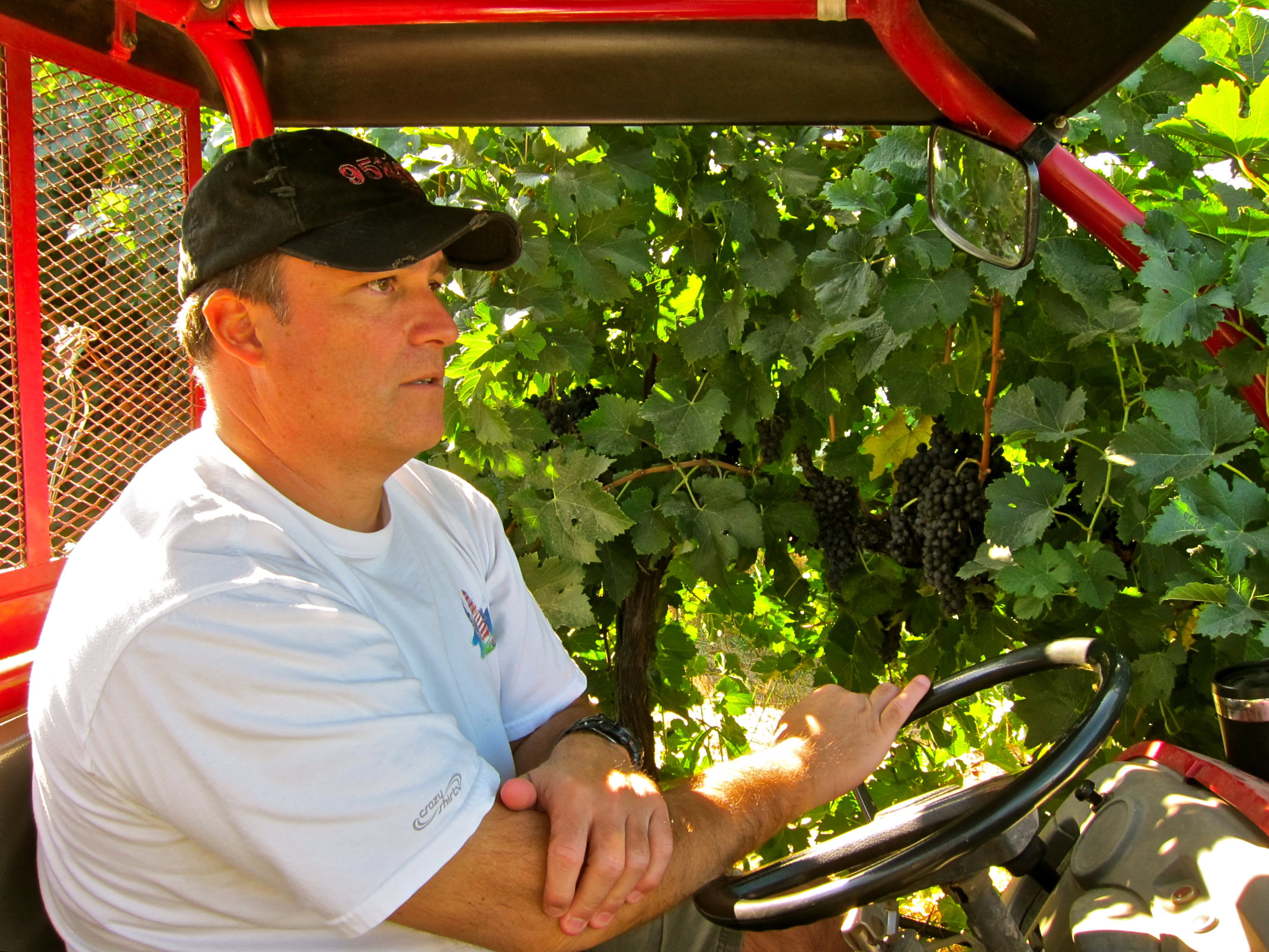 Vineyard worker inspecting ripe grapes in Lodi wine region, California, during harvest season.