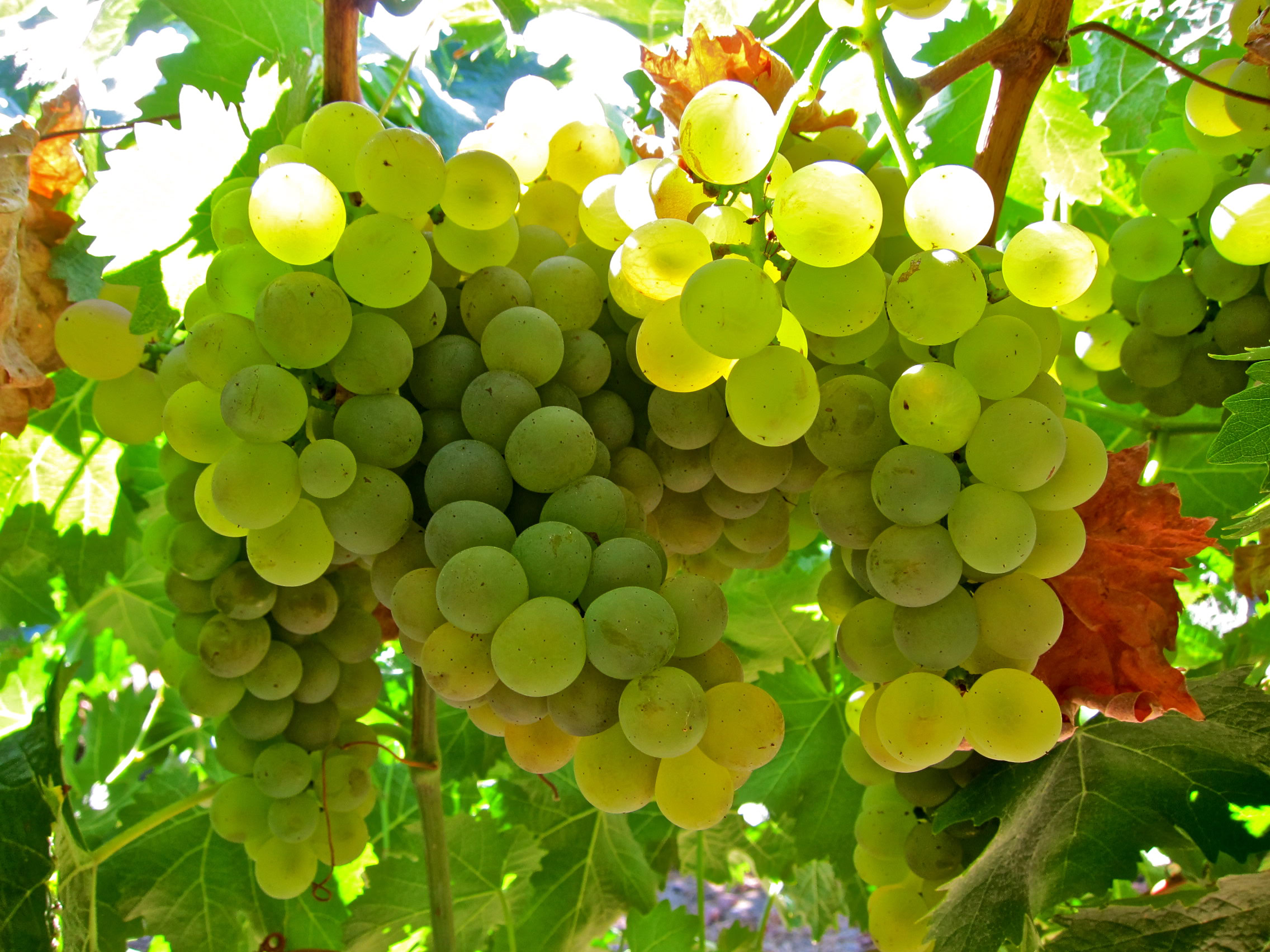 Close-up of a green winegrape cluster hanging from a vine in Lodi, California.