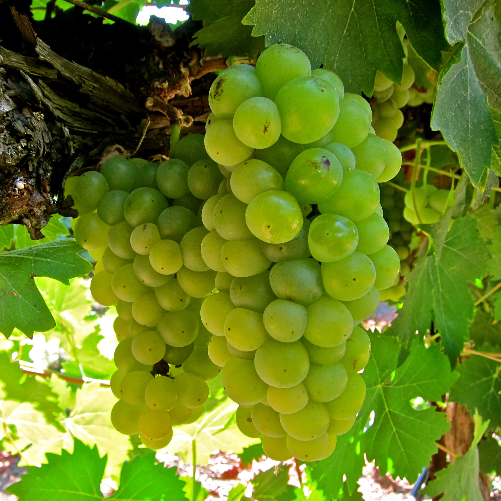 Close-up of a green winegrape cluster hanging from a vine in Lodi, California.