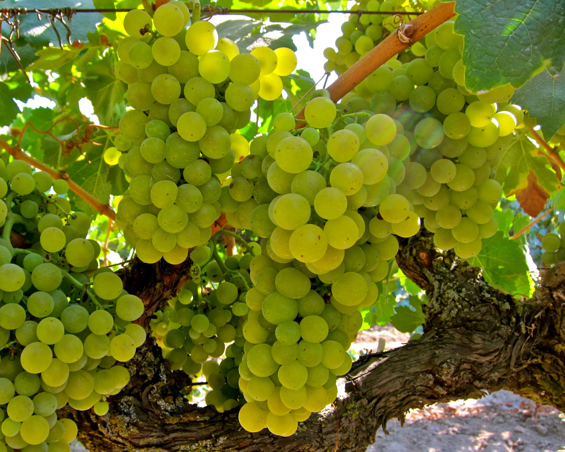 Close-up of a green winegrape cluster on a vine in Lodi, California, ready for harvest.