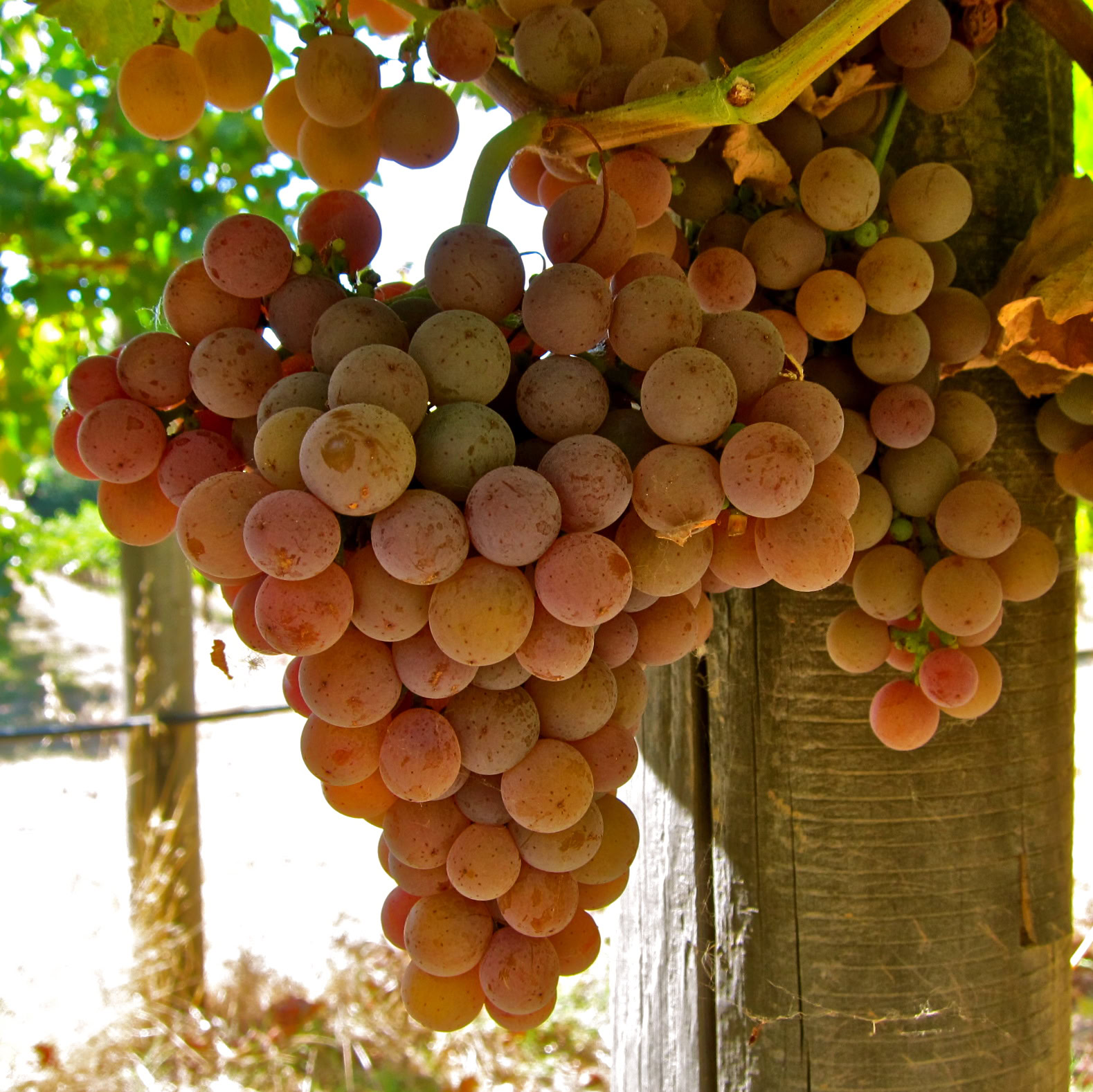 Close-up of ripe wine grapes on the vine in Lodi, California, showcasing healthy fruit for winemaking.