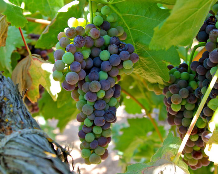Close-up of ripe wine grapes hanging on the vine in a Lodi vineyard, showcasing vibrant colors and lush green leaves.