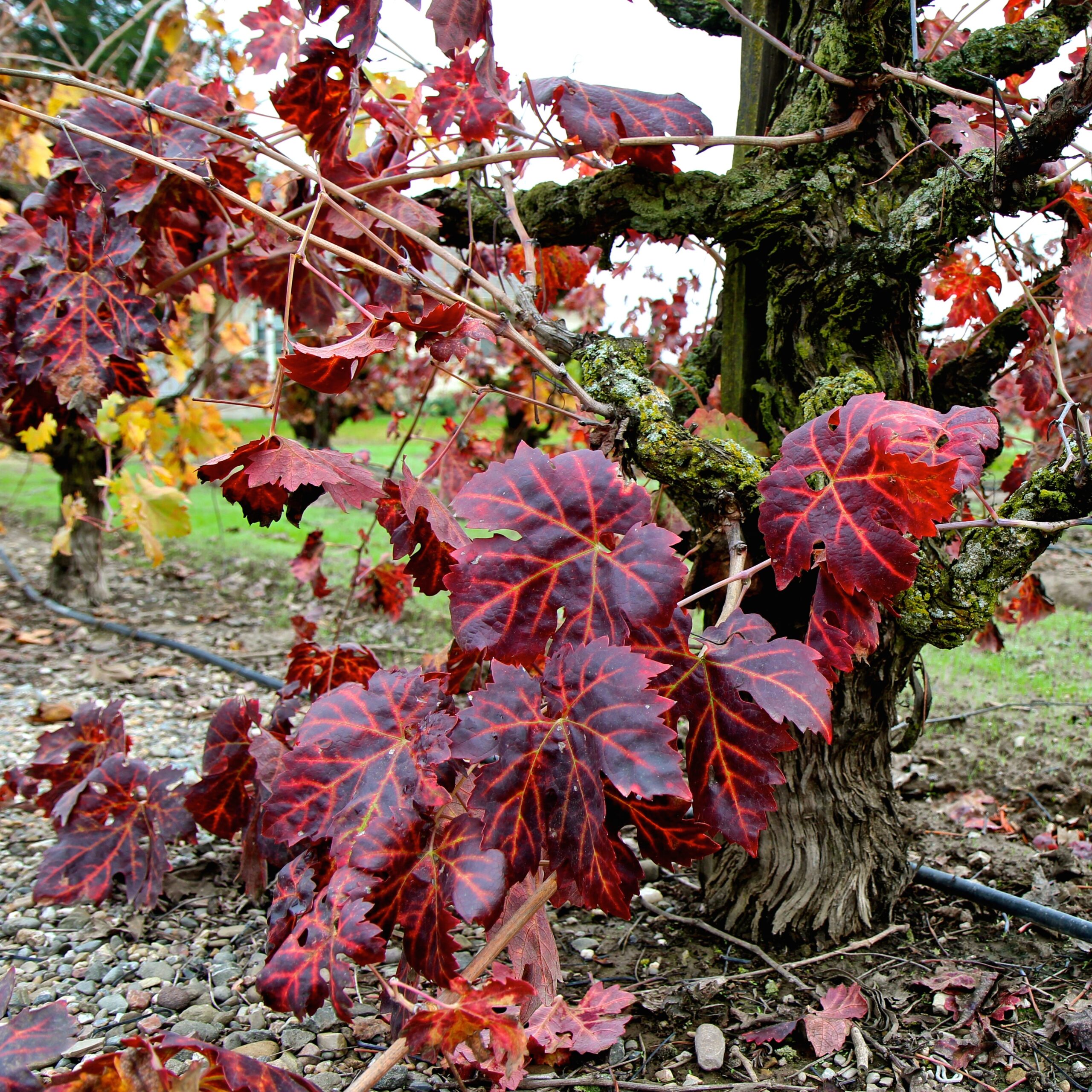 Close-up of red winegrape vine with vibrant red leaves in a vineyard during fall.