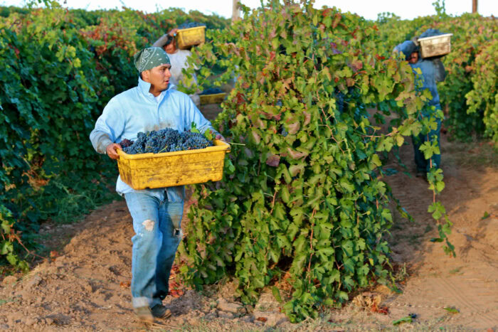 Workers harvest ripe grapes in a Lodi vineyard during the wine grape season.