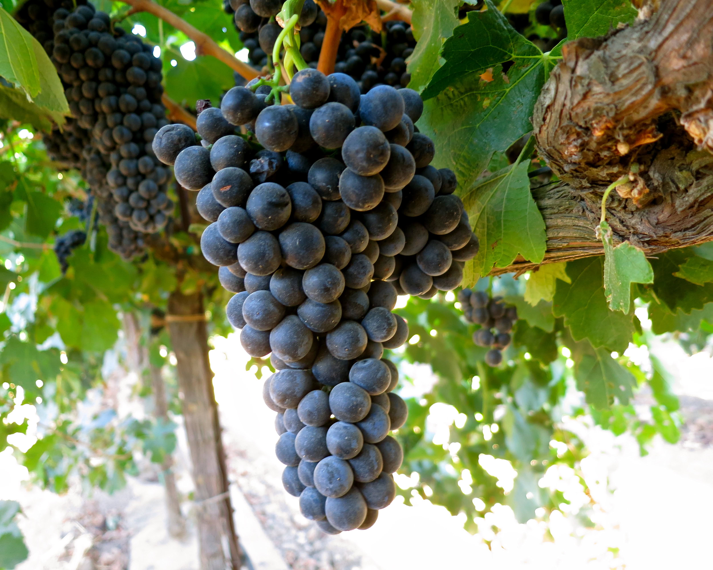 Close-up of ripe dark purple wine grapes hanging on the vine in Lodi, California.