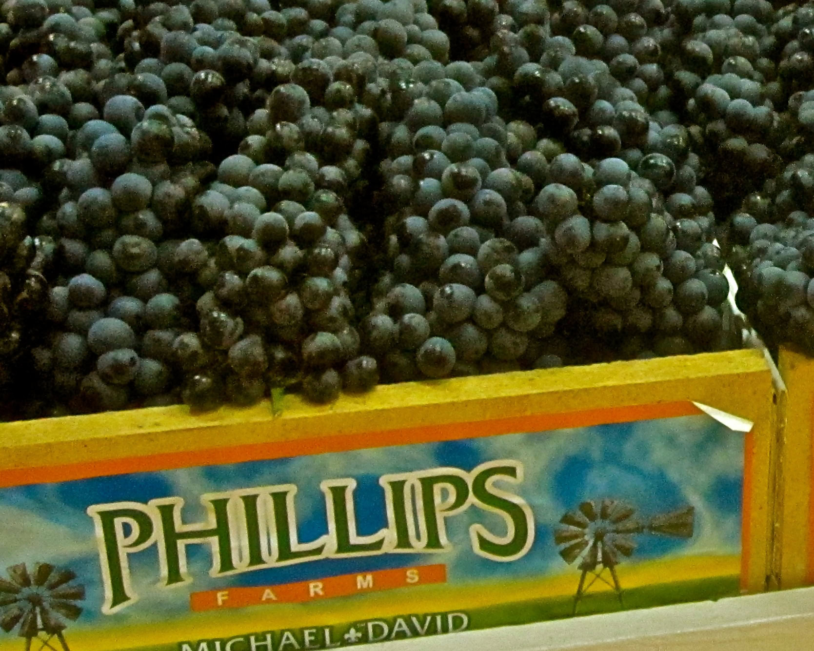 Close-up of ripe dark grapes at Phillips Farms in Lodi, California, during harvest season.