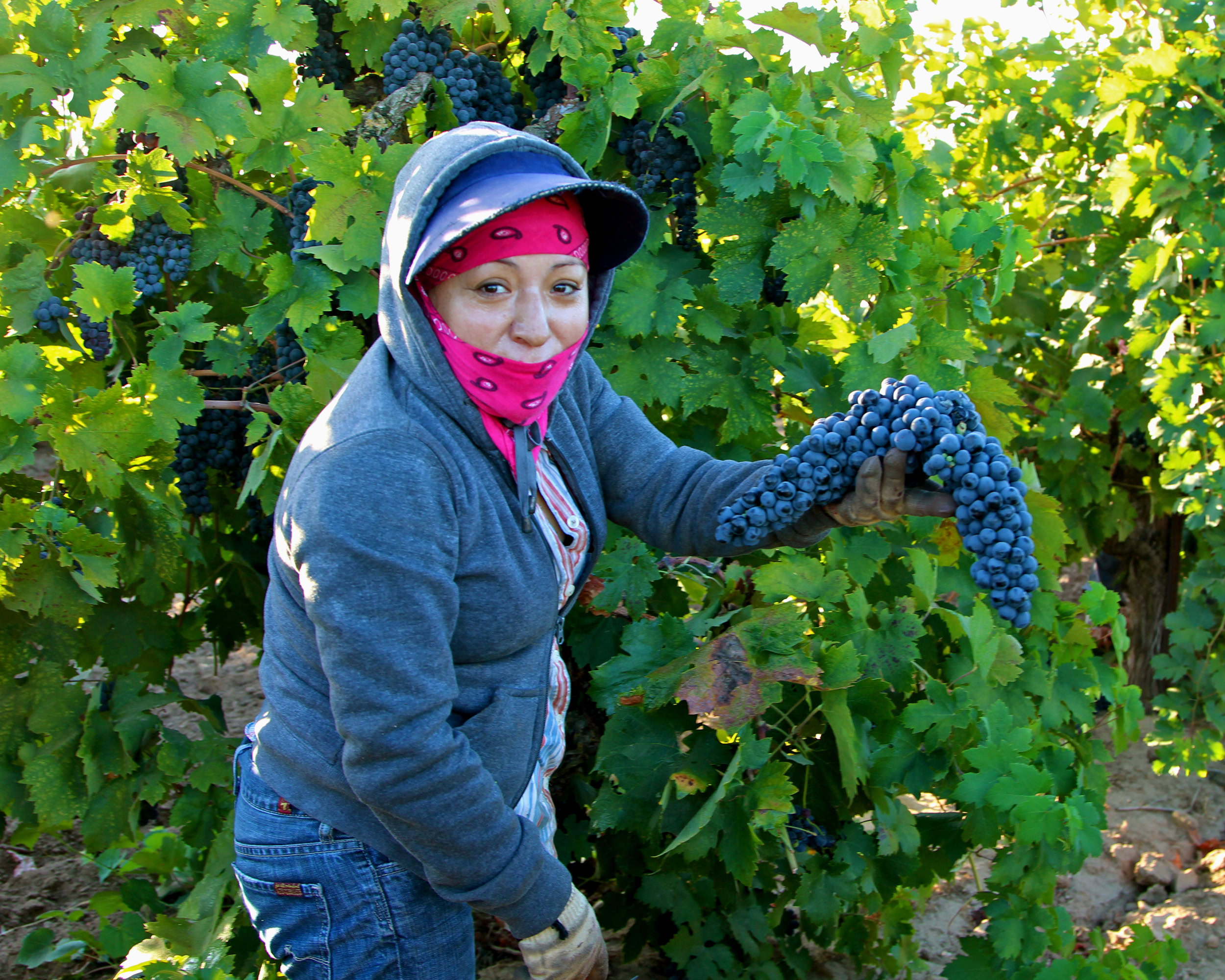 Woman harvesting ripe grapes in a lush vineyard during the Lodi wine season.