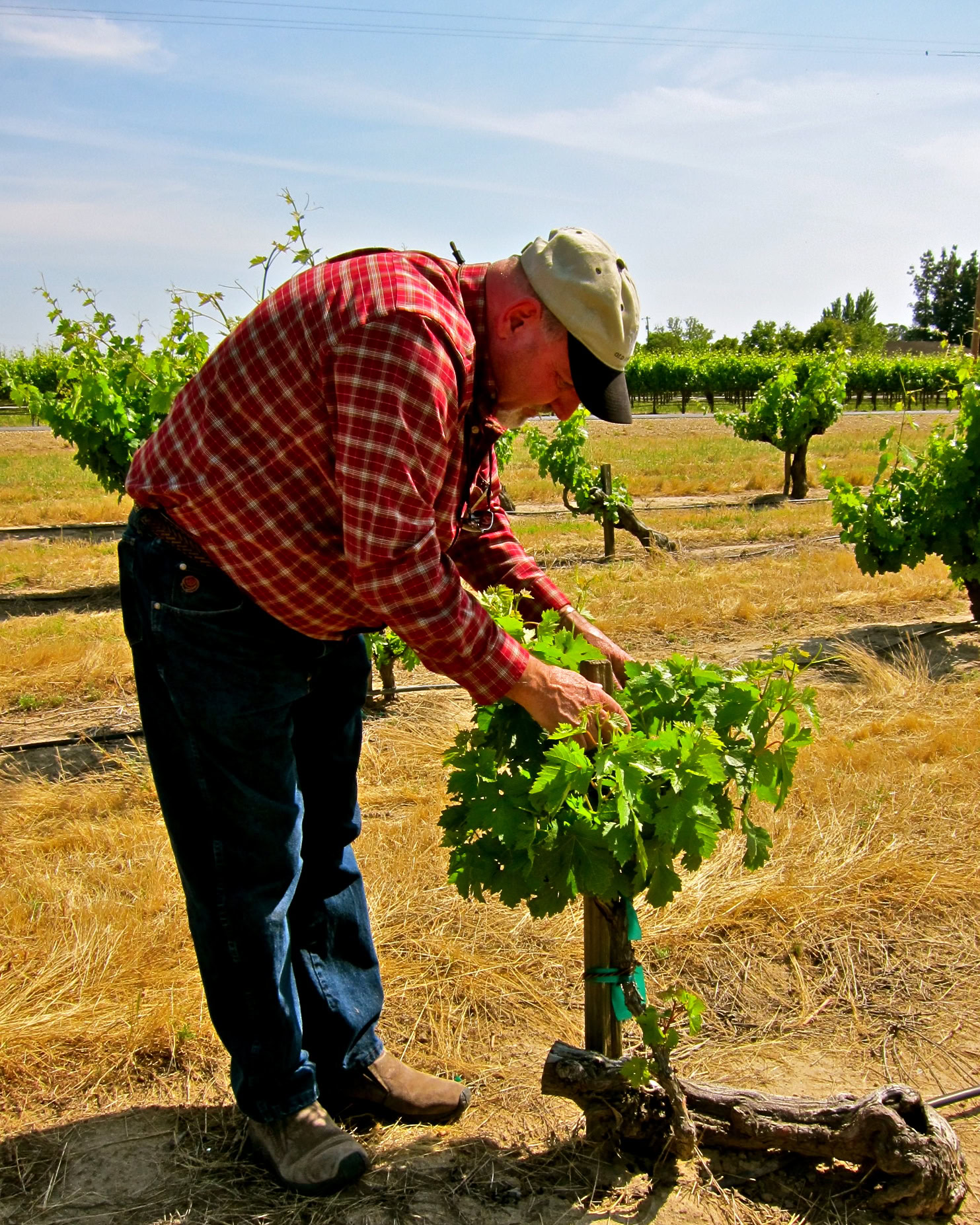 Vineyard worker inspecting grapevines in a Lodi vineyard during sunny weather.