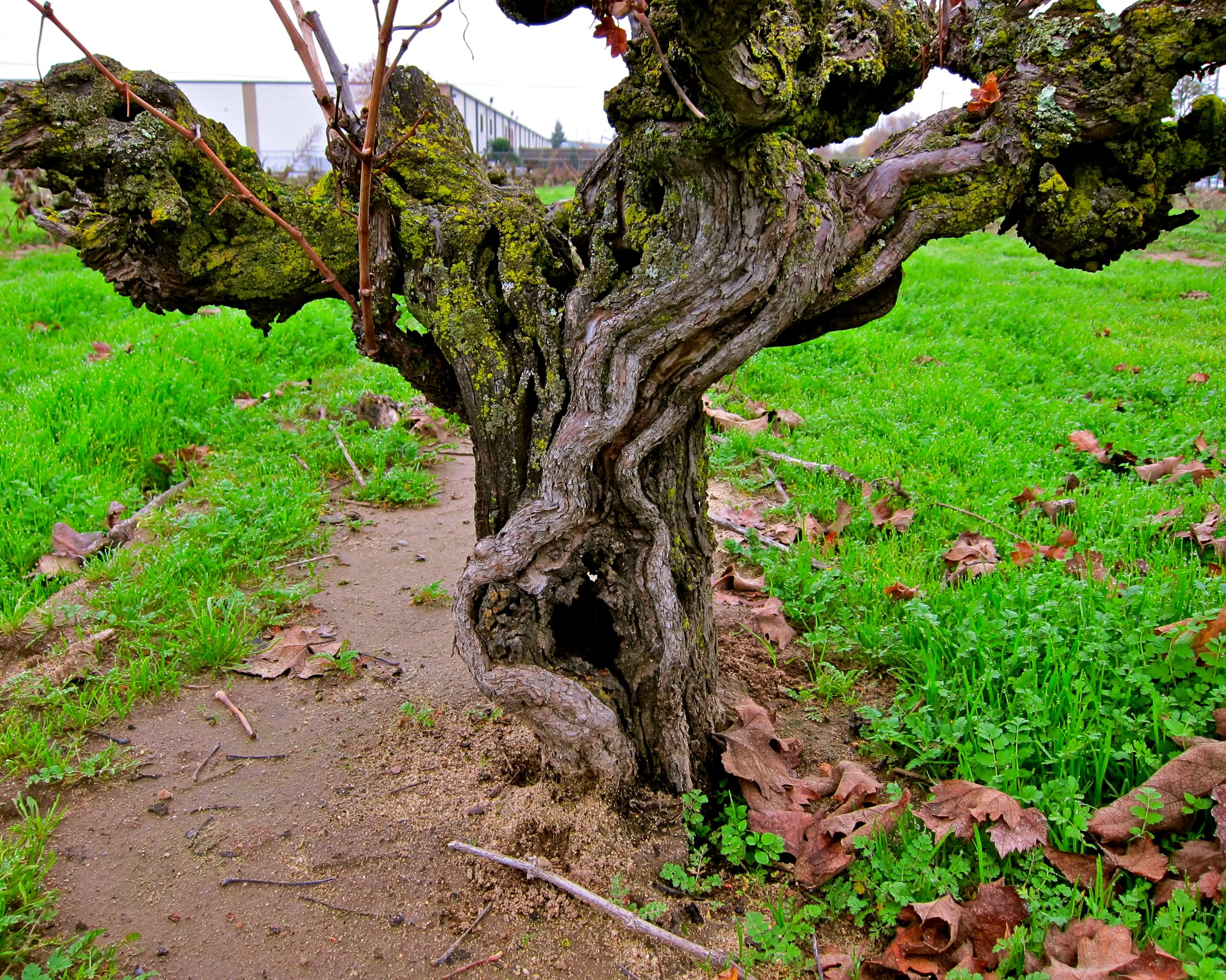 Ancient, gnarled grapevine in Lodi with lush green grass and fallen leaves around it.