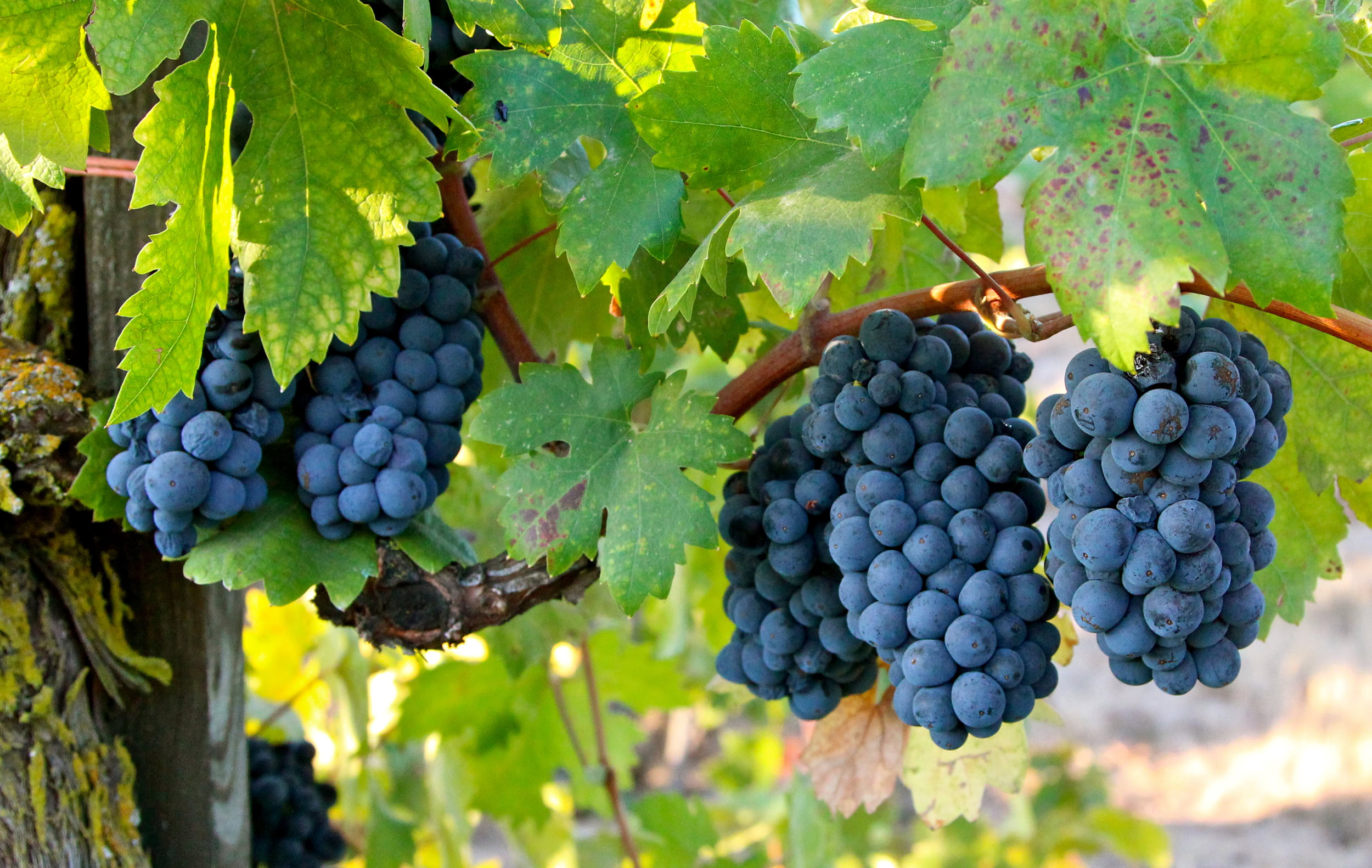 Close-up of ripe dark purple winegrapes hanging on vine in Lodi wine region.