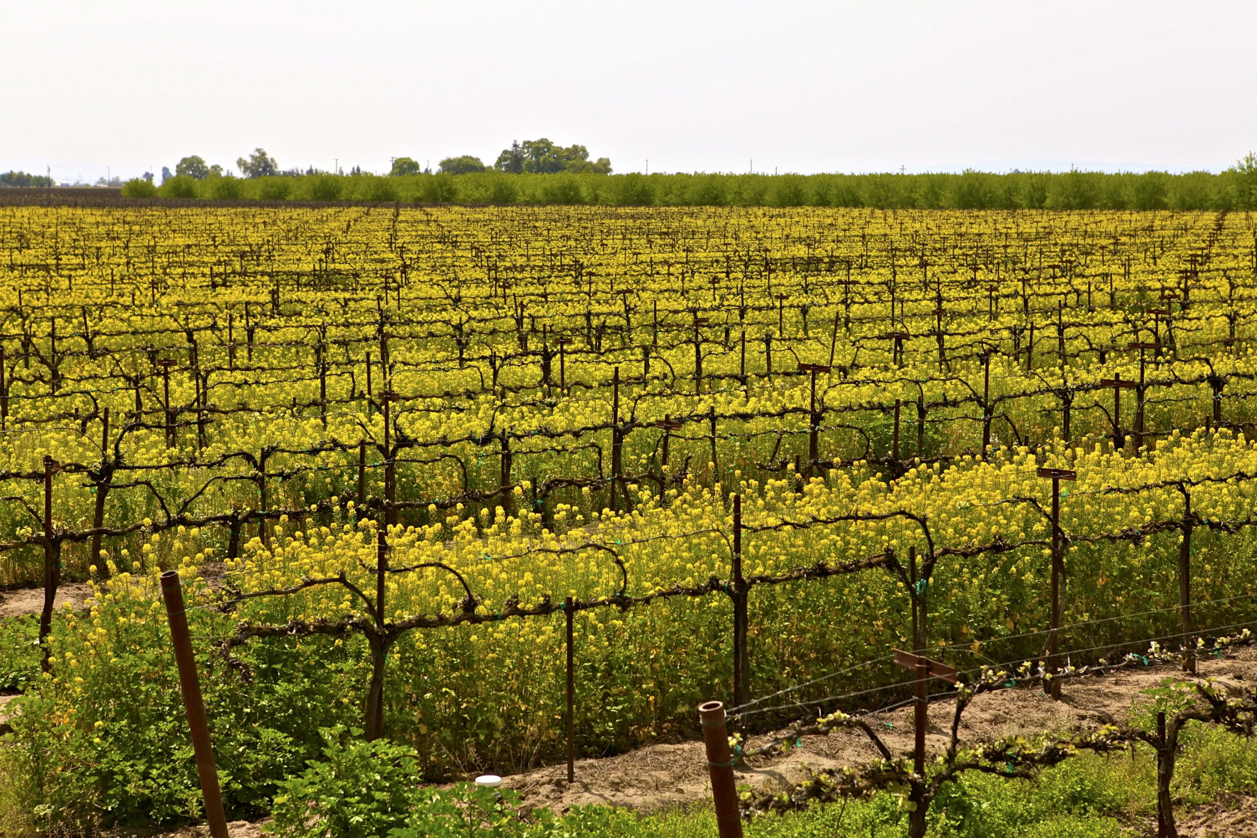 Vast vineyard in Lodi, California, with rows of grapevines and yellow blossoms under a cloudy sky.