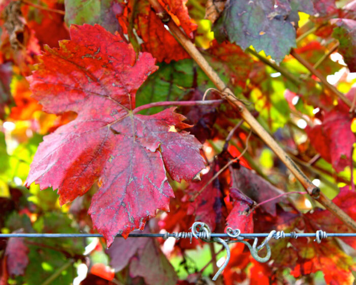 Close-up of red and green winegrape leaves on a vine in Lodi, California during fall.