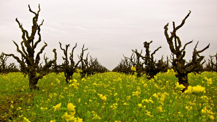 Vineyard with gnarled, leafless grapevines in a field of yellow wildflowers under a cloudy sky.