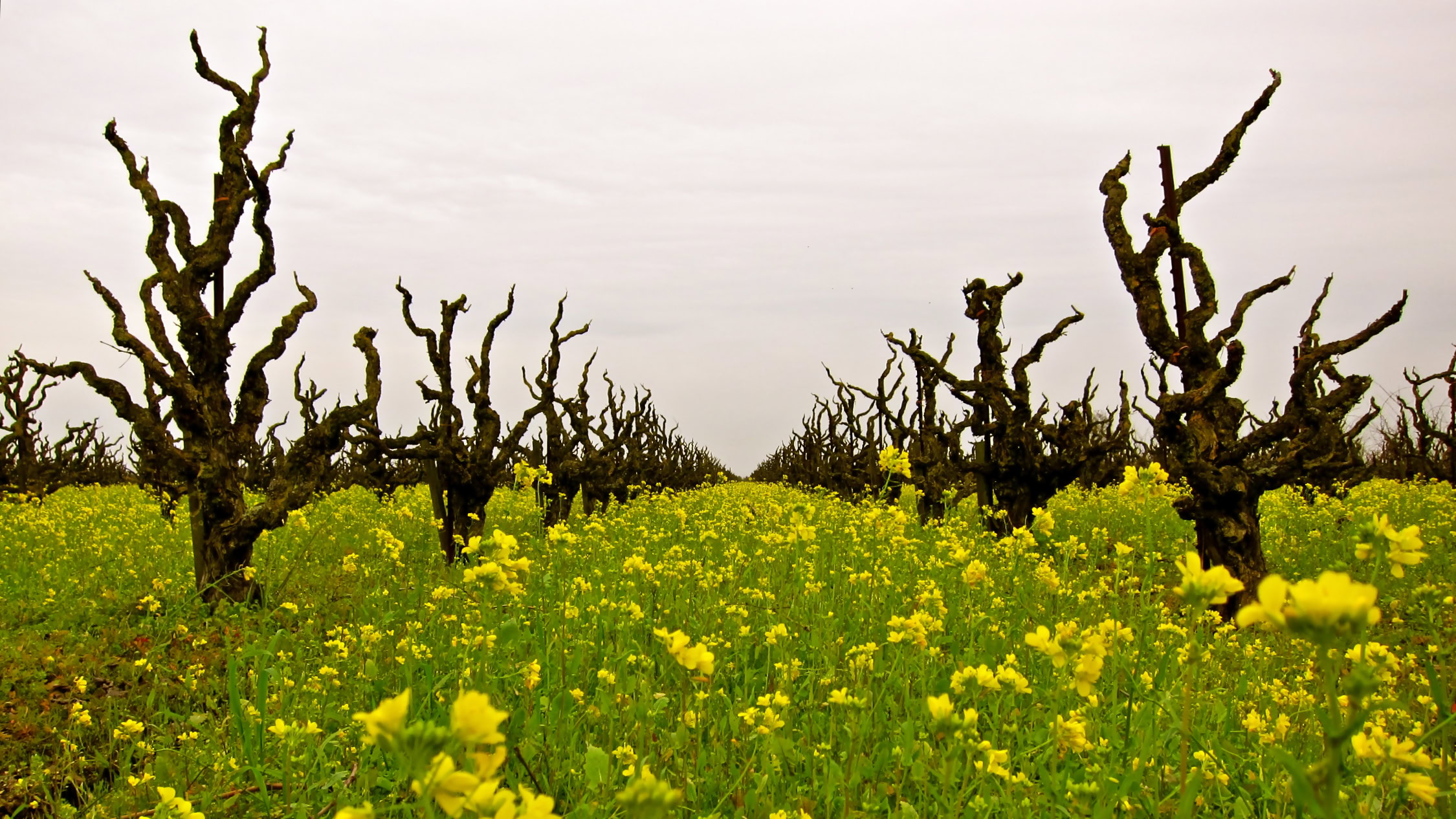Vineyard with gnarled, leafless grapevines in a field of yellow wildflowers under a cloudy sky.