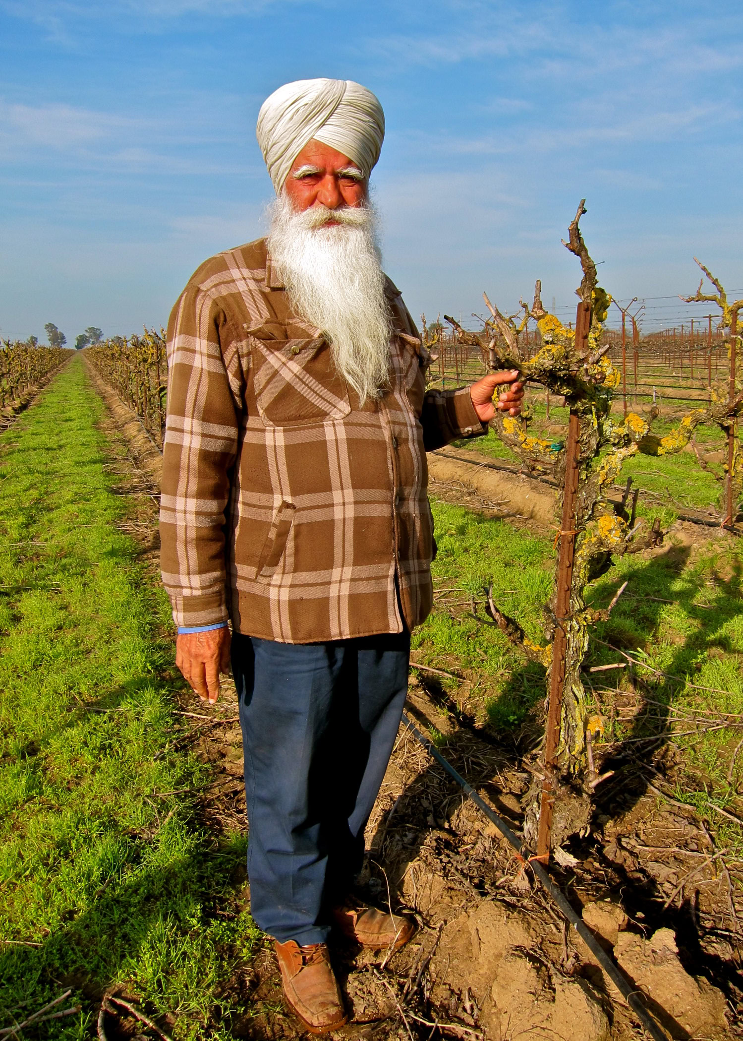 Elderly man with a white turban and long beard standing in a vineyard with pruned grapevines.