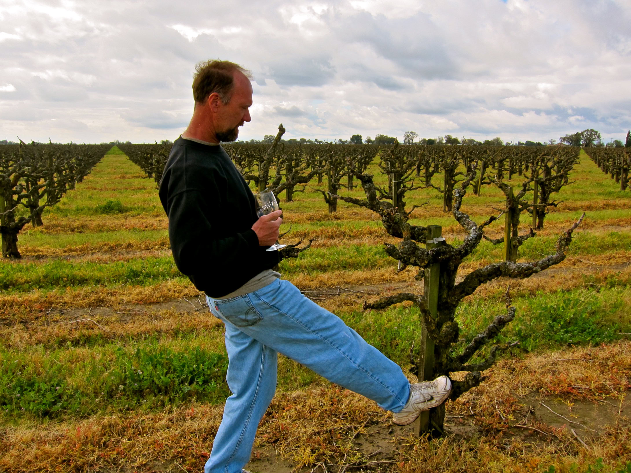 Man inspecting grapevine in Lodi vineyard during daytime with cloudy sky.